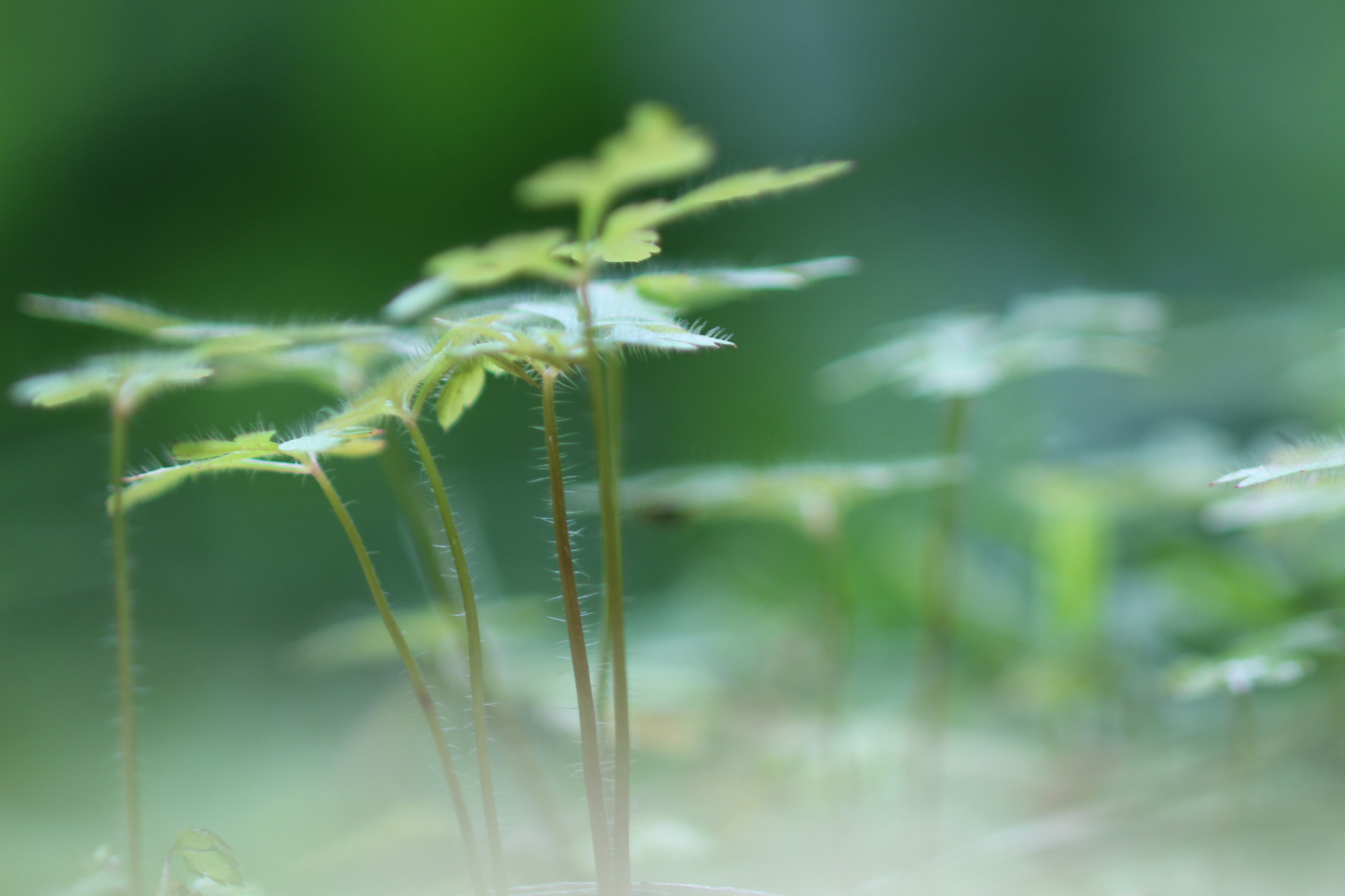 Canon EOS 700D (EOS Rebel T5i / EOS Kiss X7i) + Canon EF 100mm F2.8 Macro USM sample photo. Foliage photography