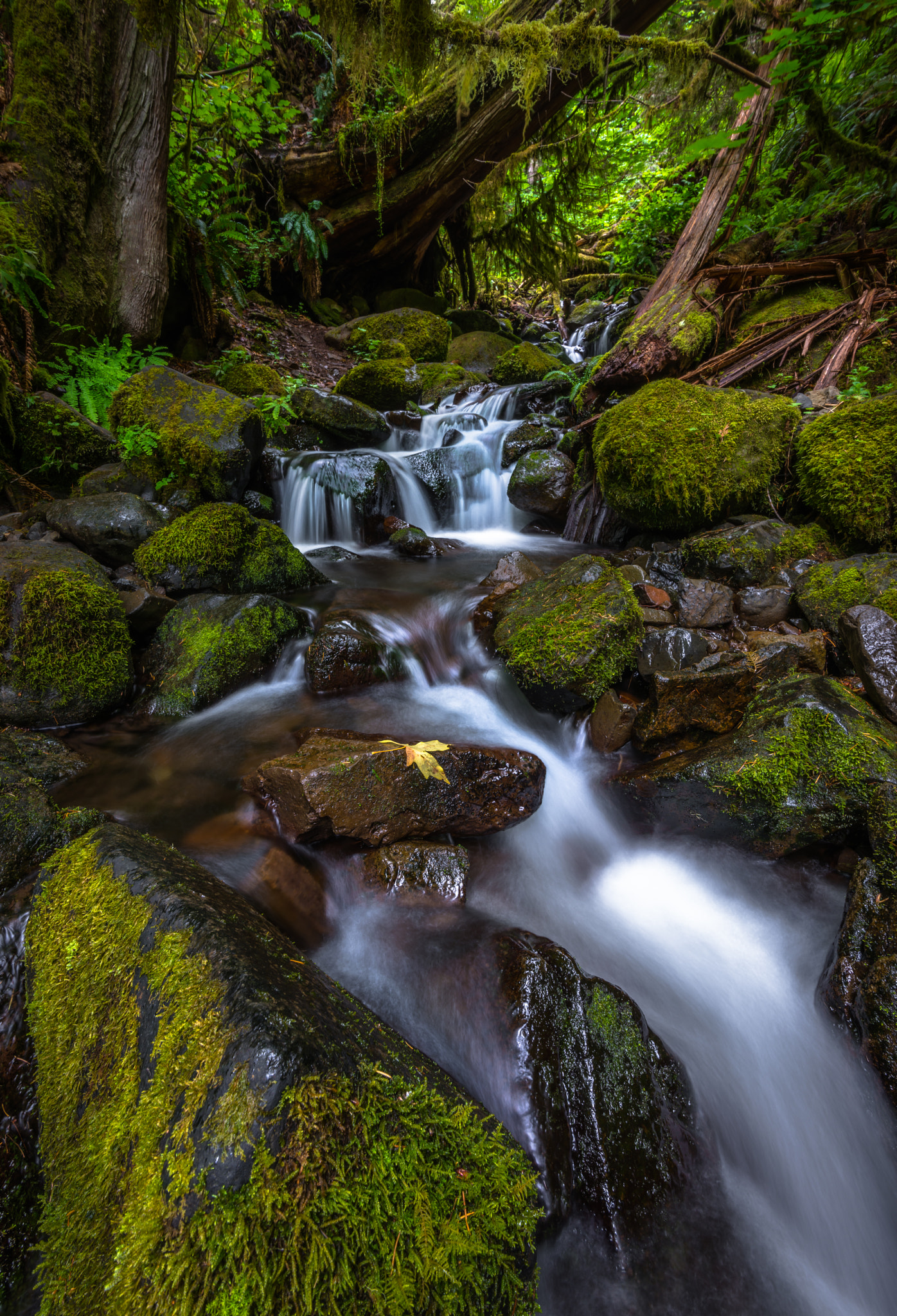 Nikon AF-S Nikkor 16-35mm F4G ED VR sample photo. Mossy glen photography