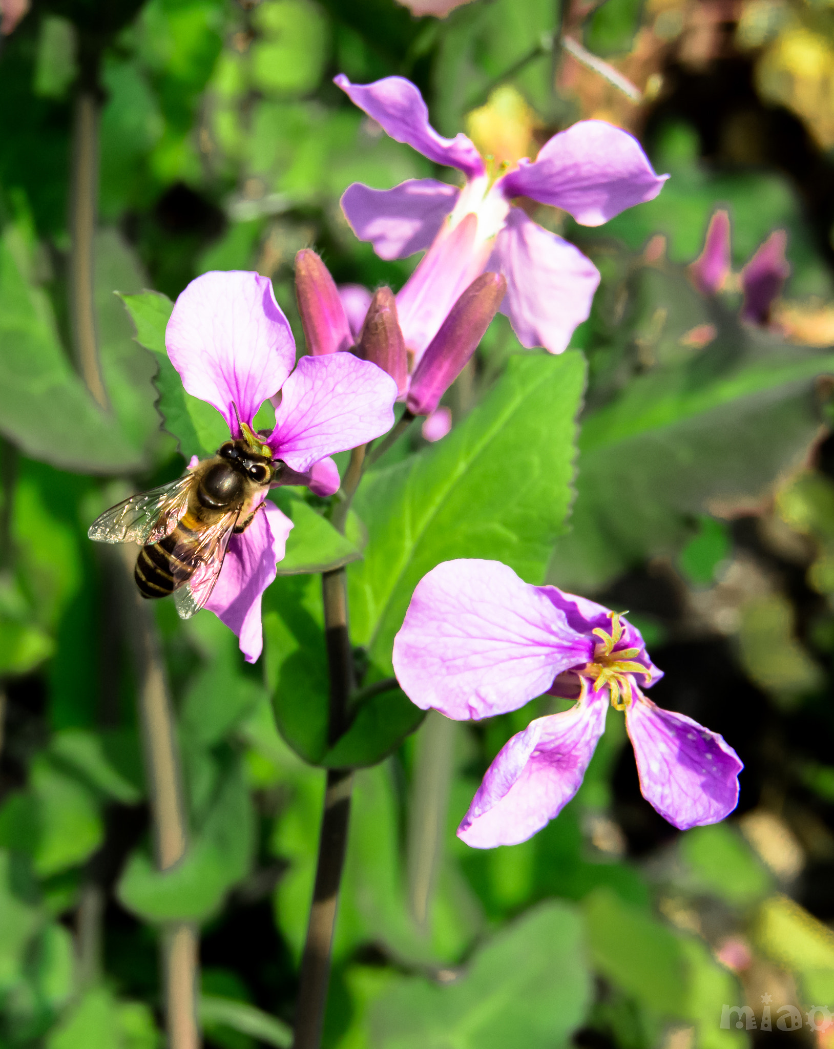 Tokina AT-X 12-28mm F4 Pro DX sample photo. Bee photography