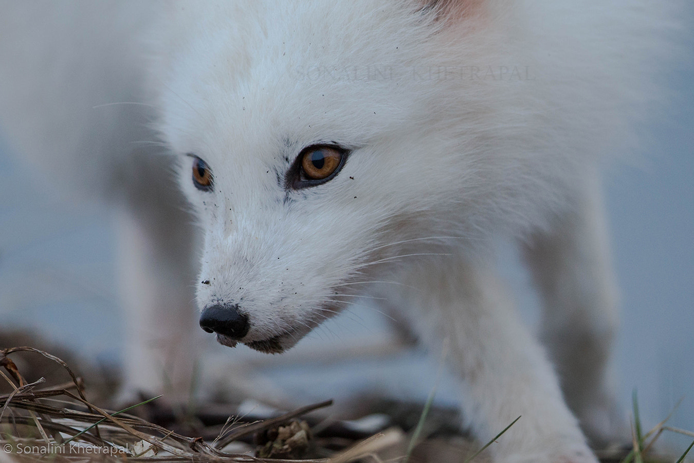 Canon EOS-1D X + Canon EF 500mm F4L IS II USM sample photo. Eyes: the window of the soul photography