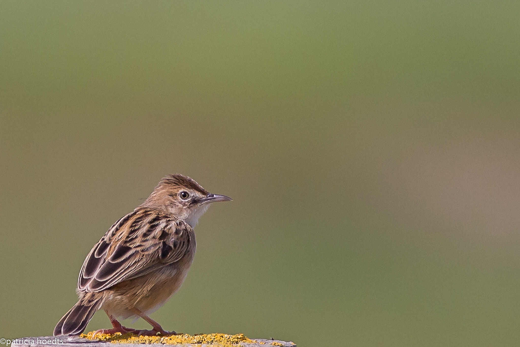 Canon EOS 6D + Canon EF 400mm F5.6L USM sample photo. Mg photography