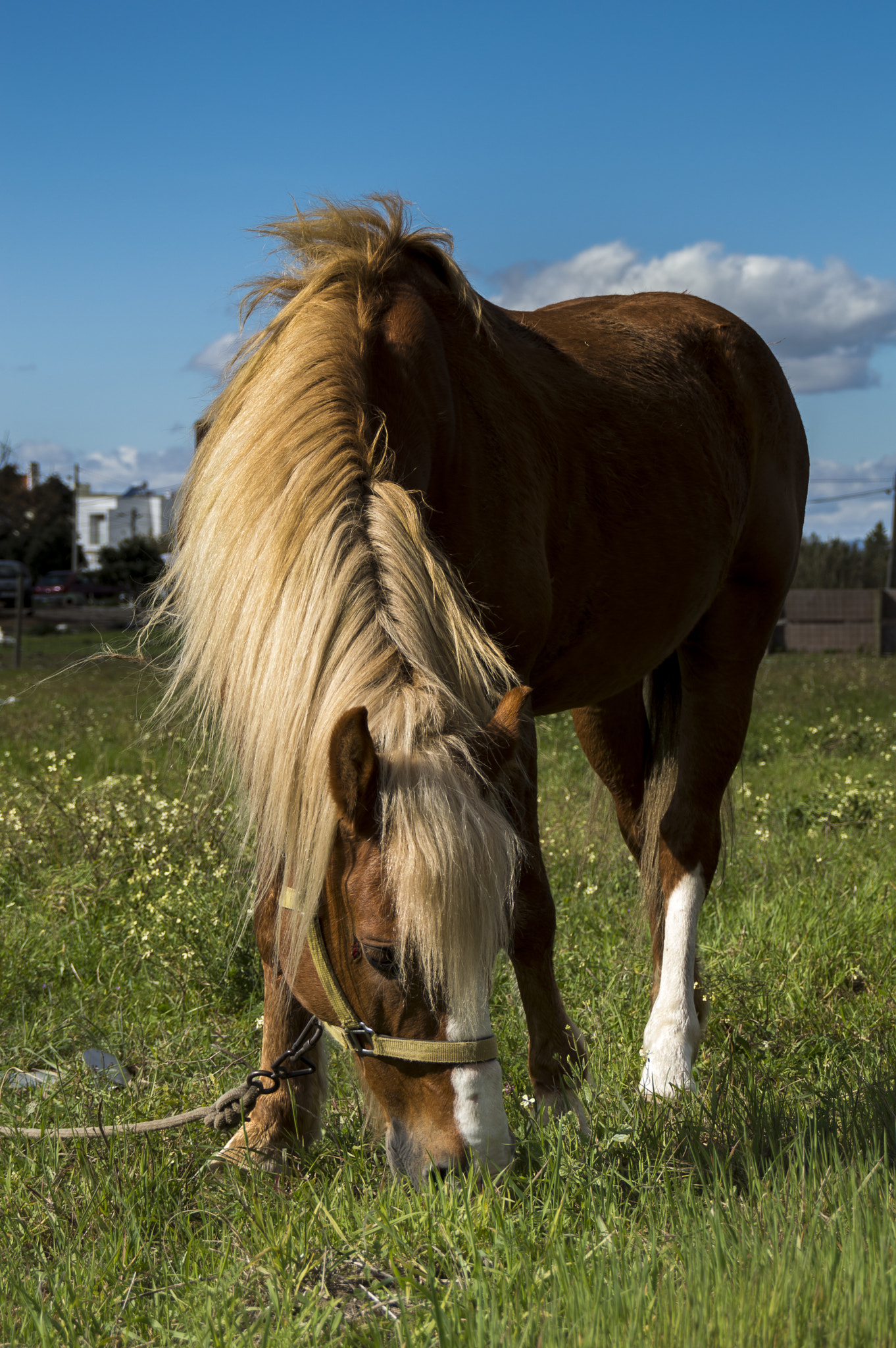 Nikon D3200 sample photo. Franjas photography