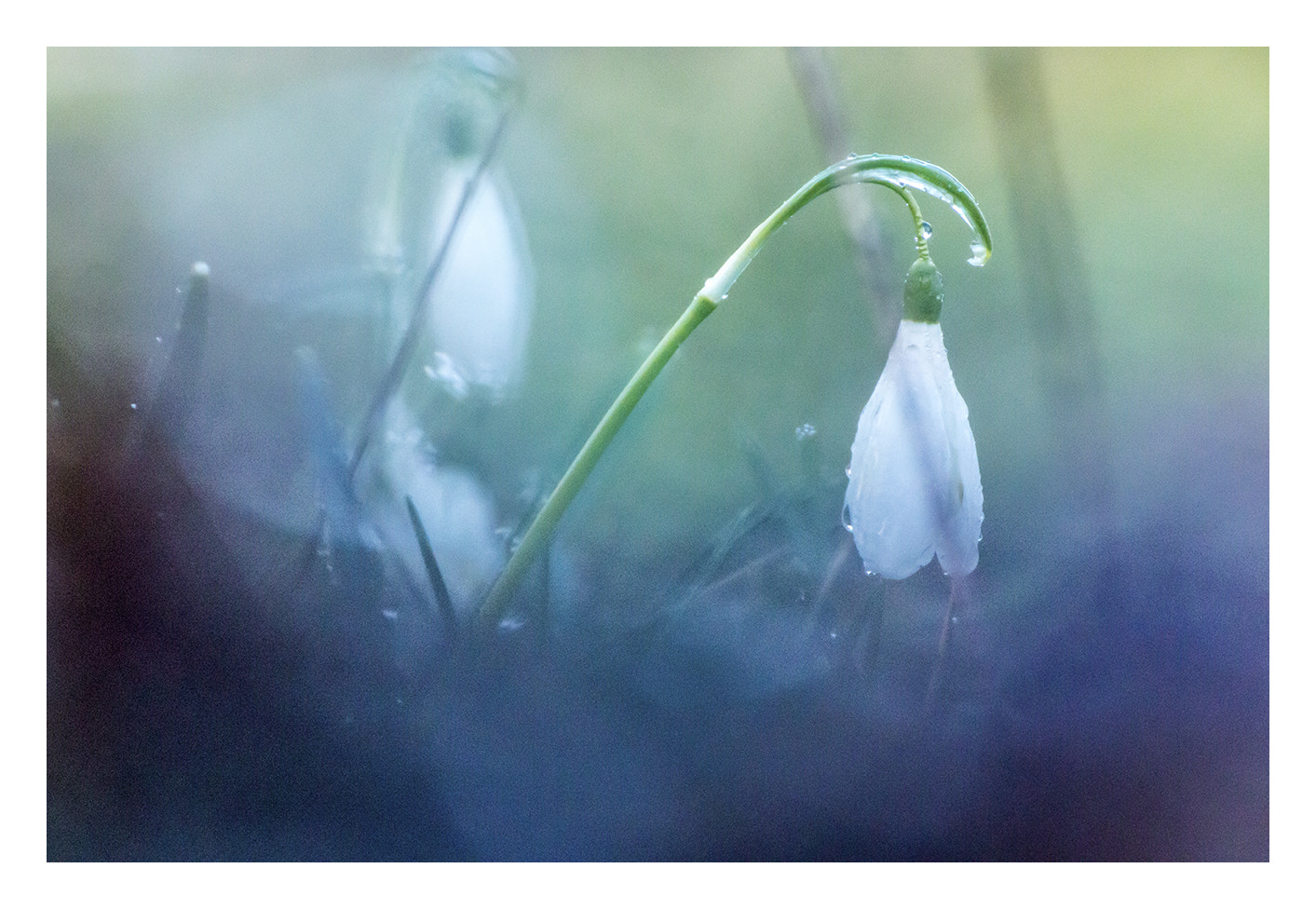 Tamron SP 35mm F1.8 Di VC USD sample photo. Perce-neige photography