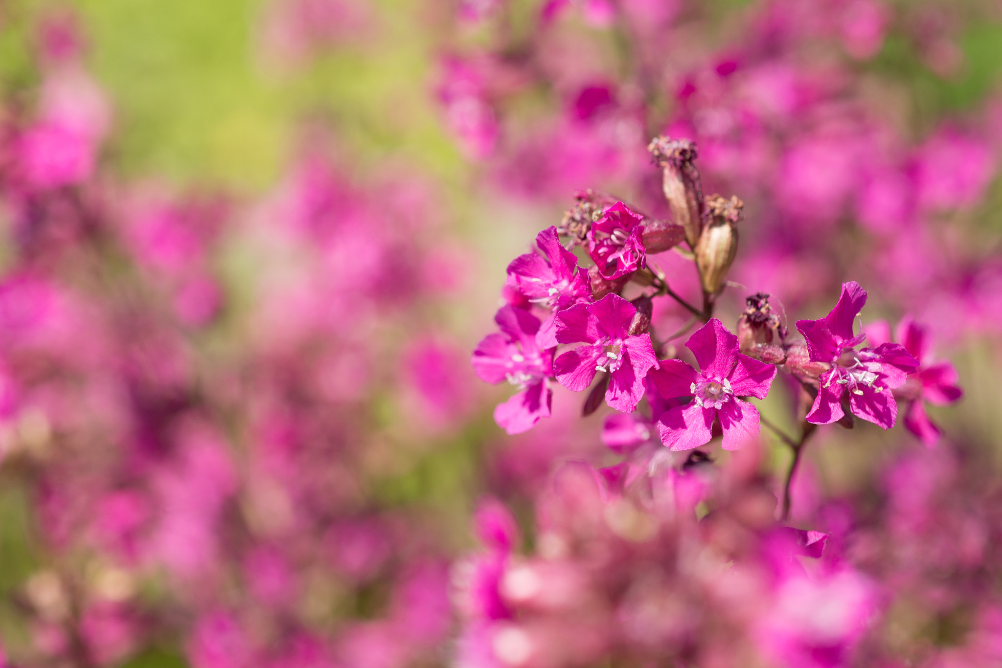 Nikon AF Micro-Nikkor 60mm F2.8D sample photo. Flowers viscaria photography