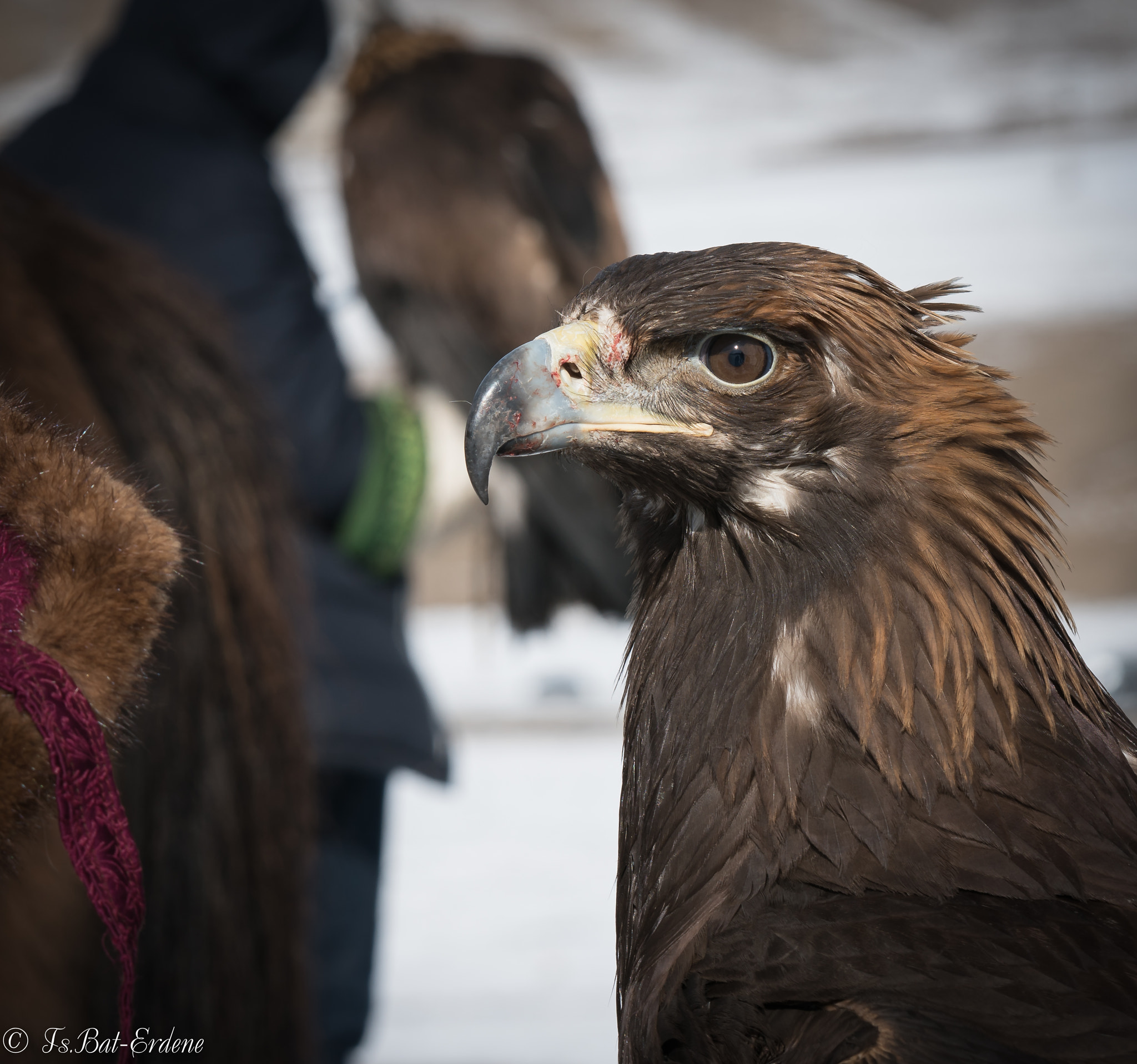 Sony a7R II + Sony FE 70-200mm F2.8 GM OSS sample photo. Tsbat photography