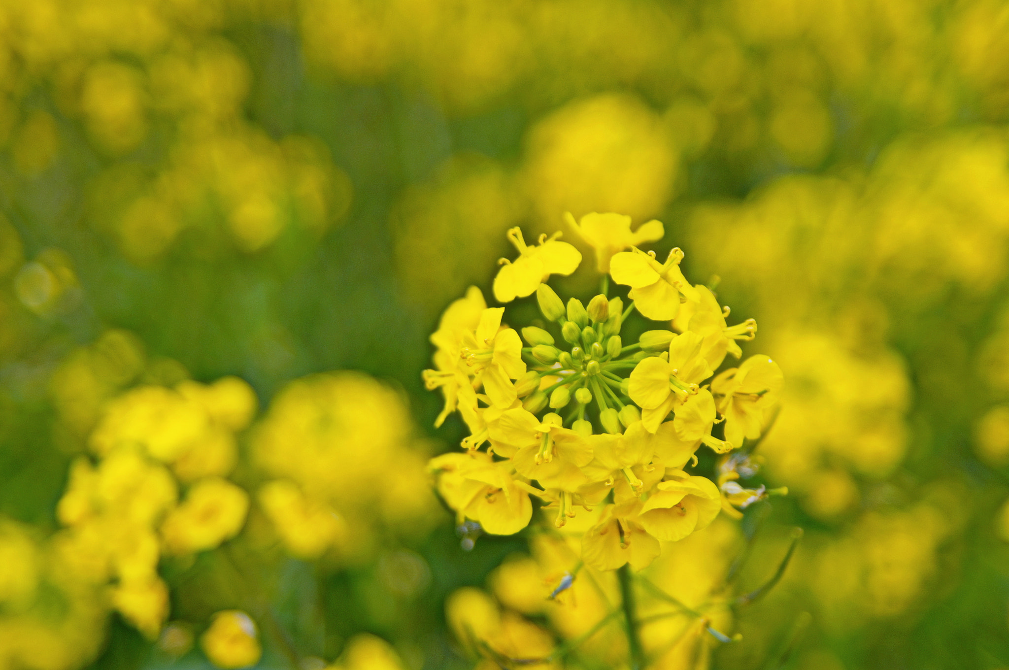Pentax K-5 sample photo. Field mustard photography