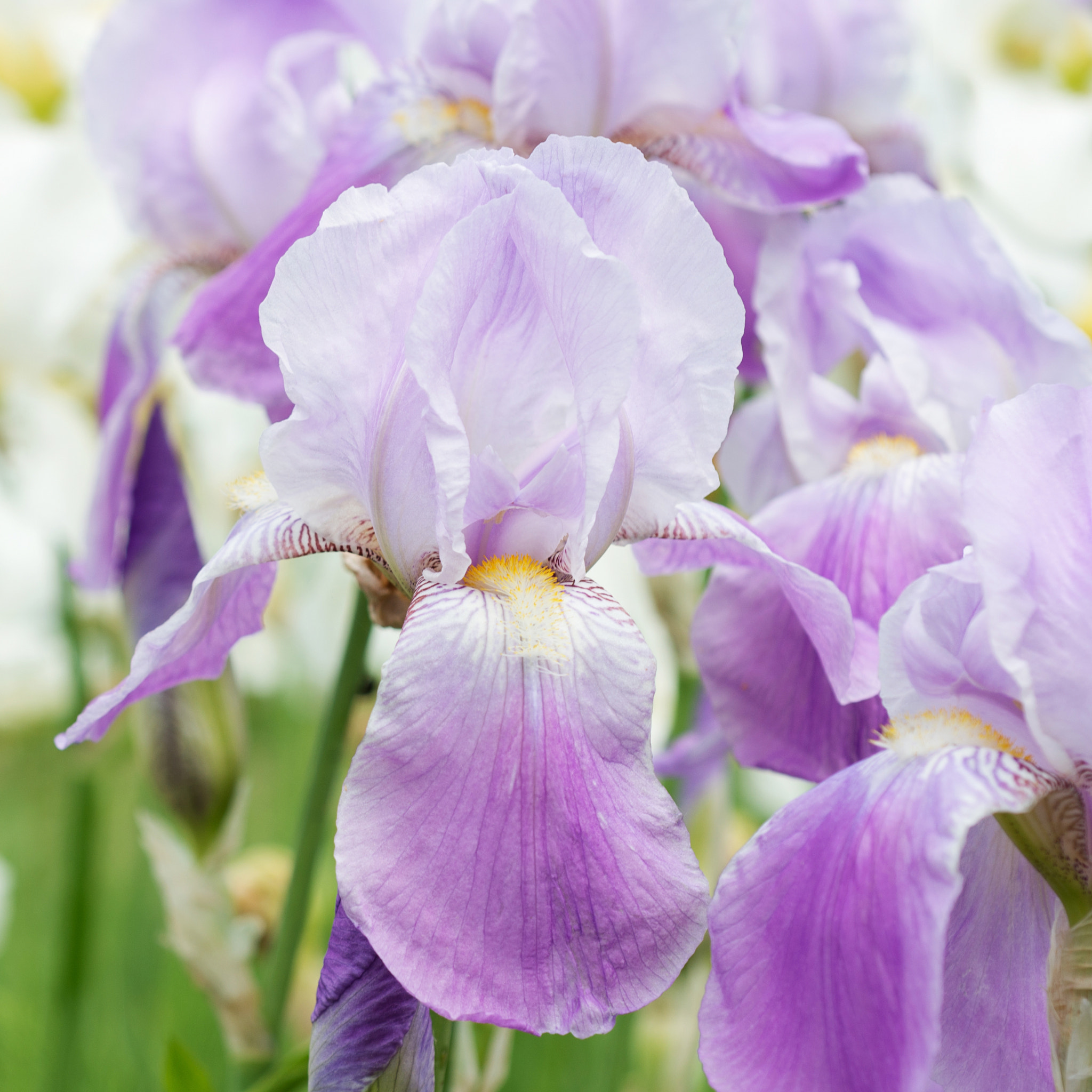 Nikon AF Micro-Nikkor 60mm F2.8D sample photo. Flowers irises photography