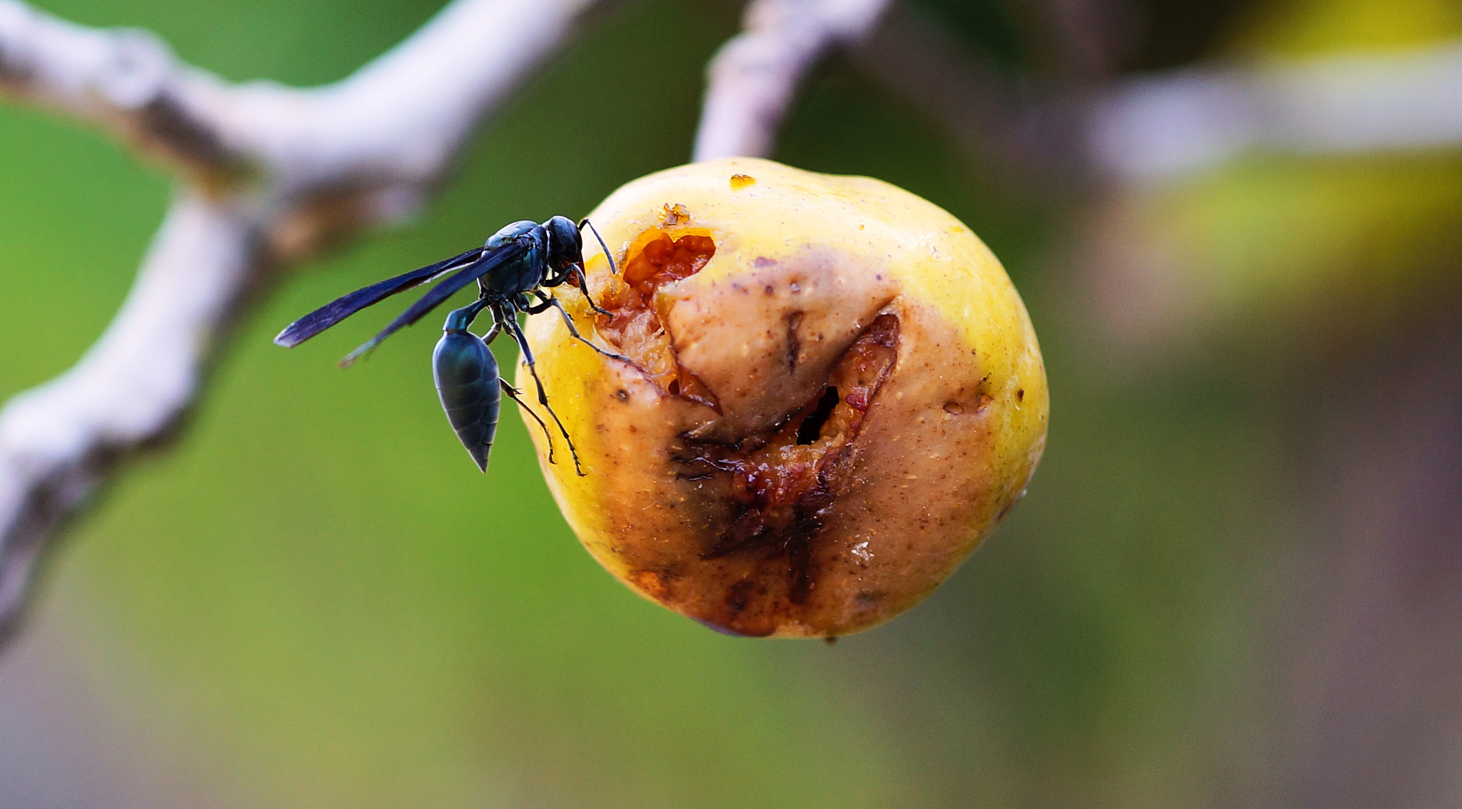 Sony Alpha a3000 + E 60mm F2.8 sample photo. Wasp - b52 photography