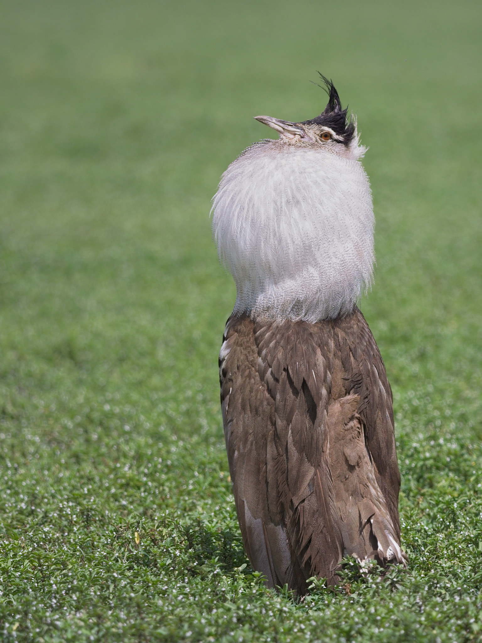 Olympus OM-D E-M1 + OLYMPUS M.300mm F4.0 sample photo. Balzender kori bustard photography