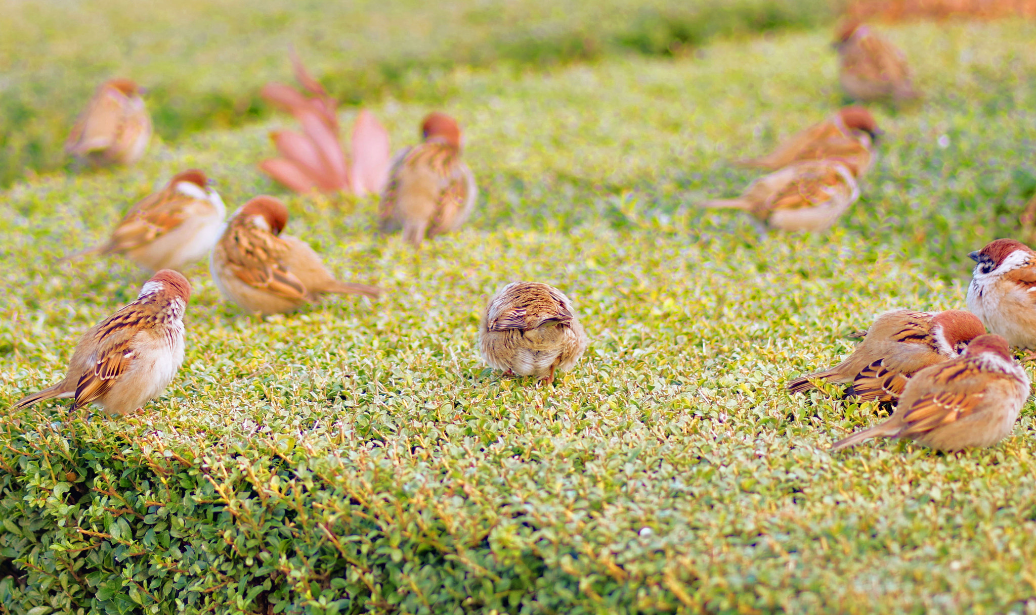 Pentax K-70 + Pentax smc D-FA 100mm F2.8 Macro WR sample photo. Sparrows photography