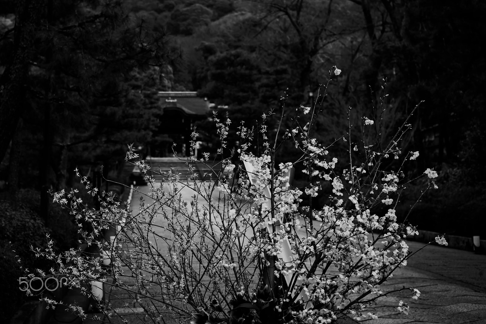 Summicron-M 50mm f/2 (IV, V) sample photo. Flowers and plants in ikebana represent human life and express its beauty and venerableness. photography