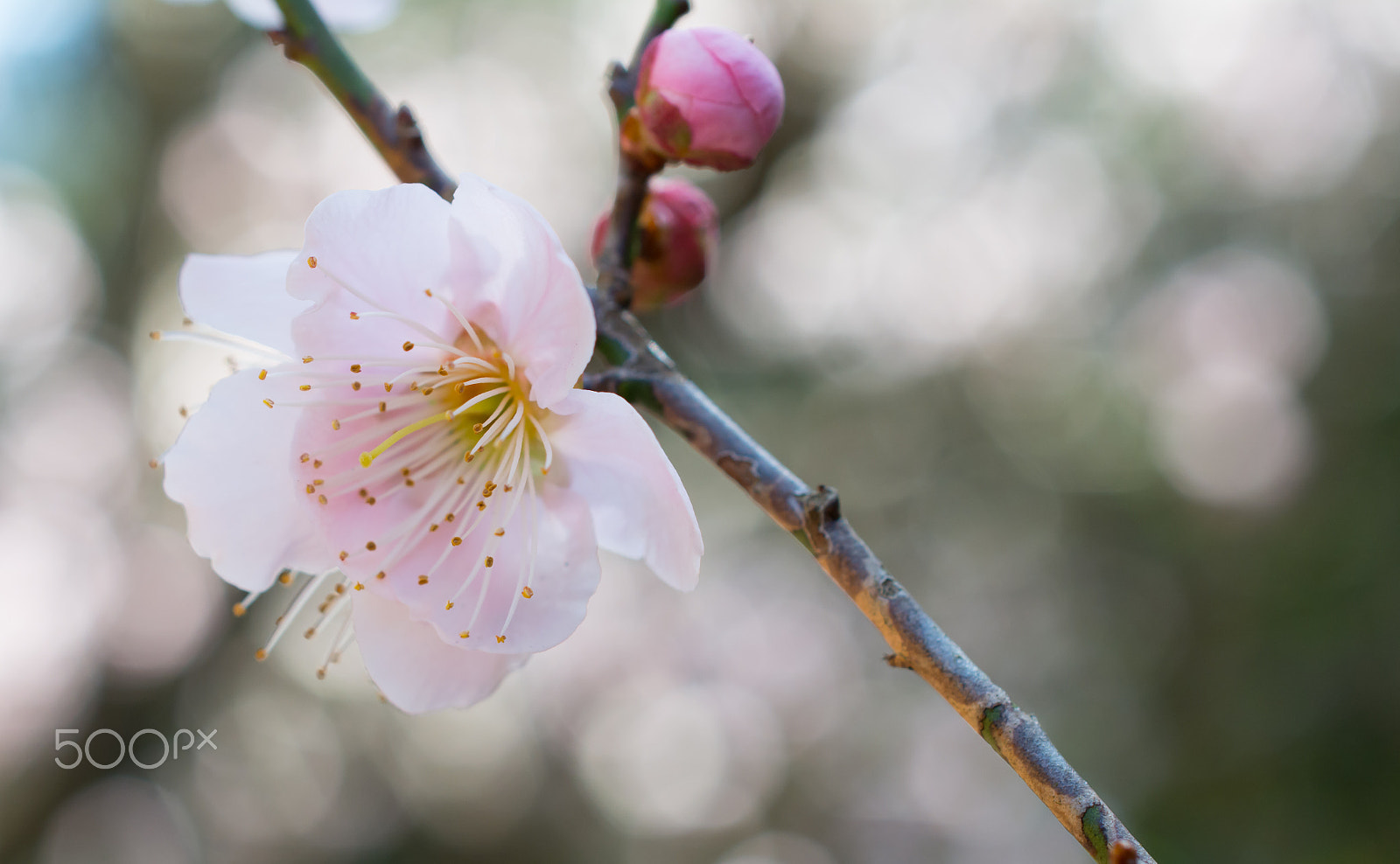 Nikon AF-S DX Micro Nikkor 40mm F2.8 sample photo. Japanese apricot photography