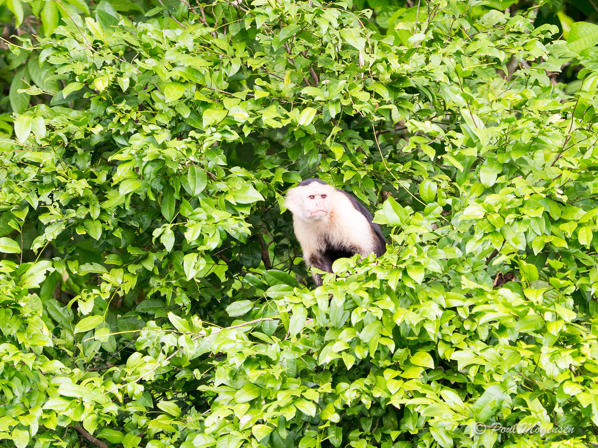 Olympus OM-D E-M1 Mark II + Olympus M.Zuiko Digital ED 40-150mm F2.8 Pro sample photo. Monkey 2 photography