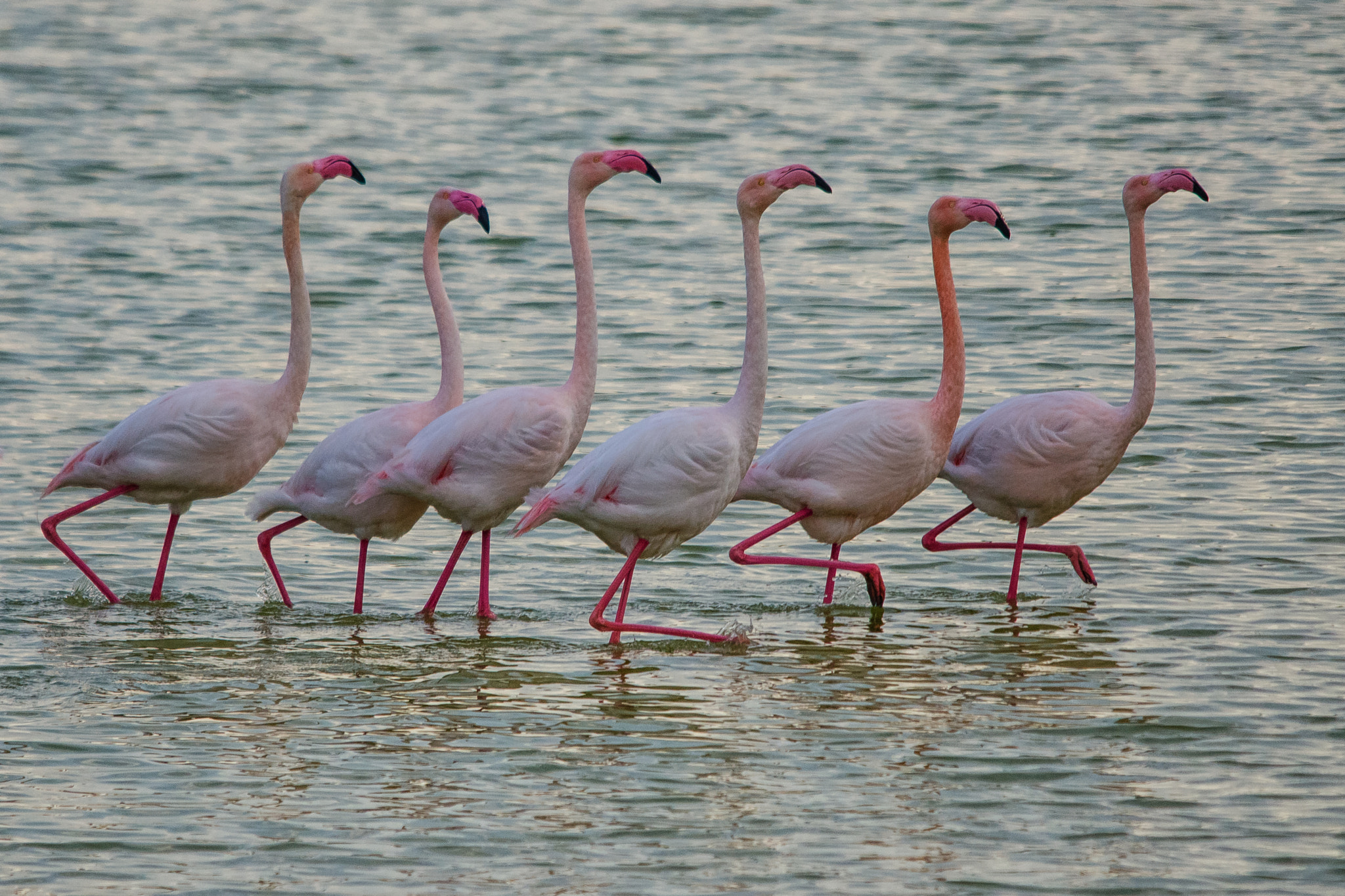 Sigma 150-500mm F5-6.3 DG OS HSM sample photo. Prosession photography