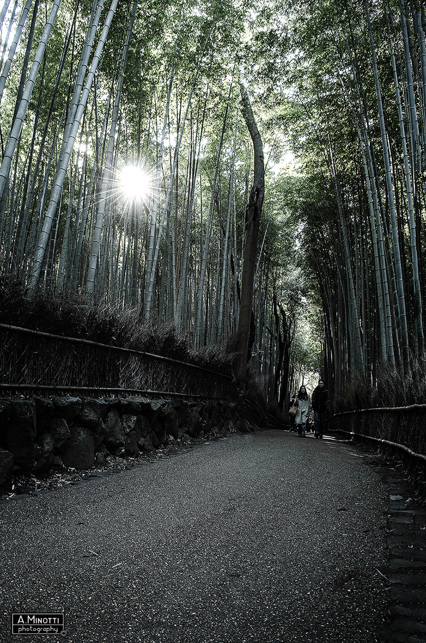 Nikon D7000 sample photo. Bamboo forest - kyoto, japan photography