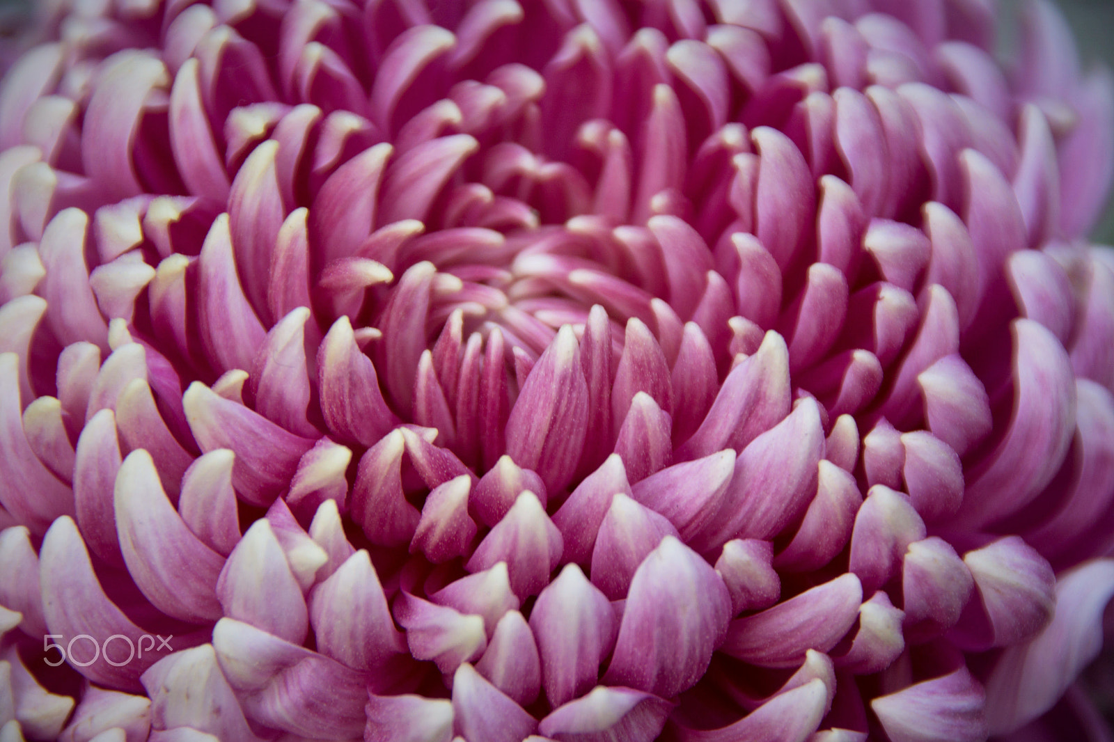 Sony DT 18-250mm F3.5-6.3 sample photo. Beauty purple photography
