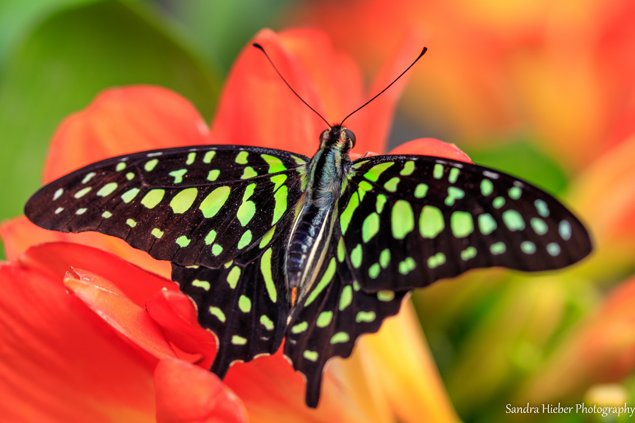 Canon EF-S 60mm F2.8 Macro USM sample photo. Neonsegelfalter ( graphium agamemnon ) photography
