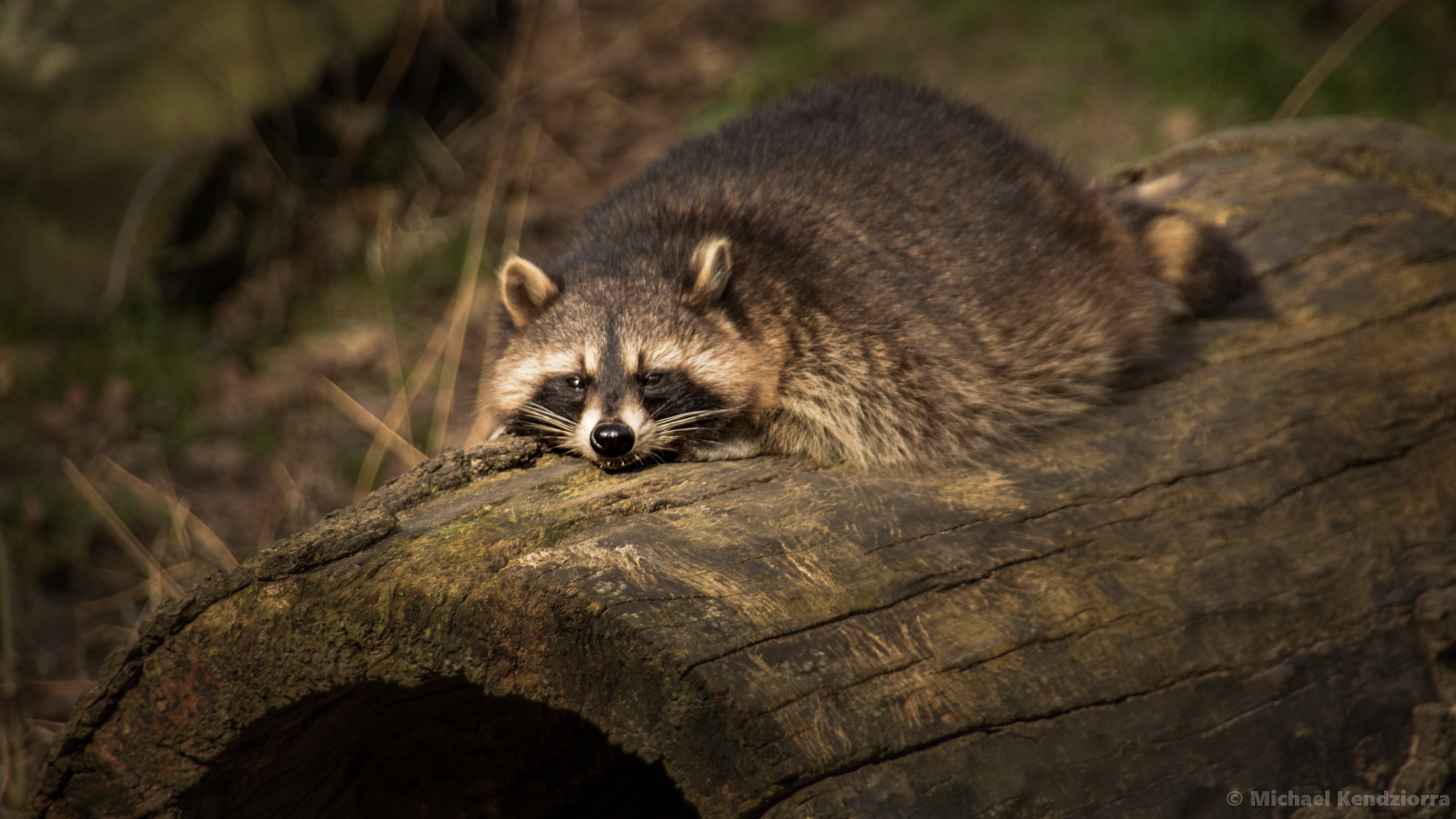 Sigma 18-250mm F3.5-6.3 DC OS HSM sample photo. Relaxing photography