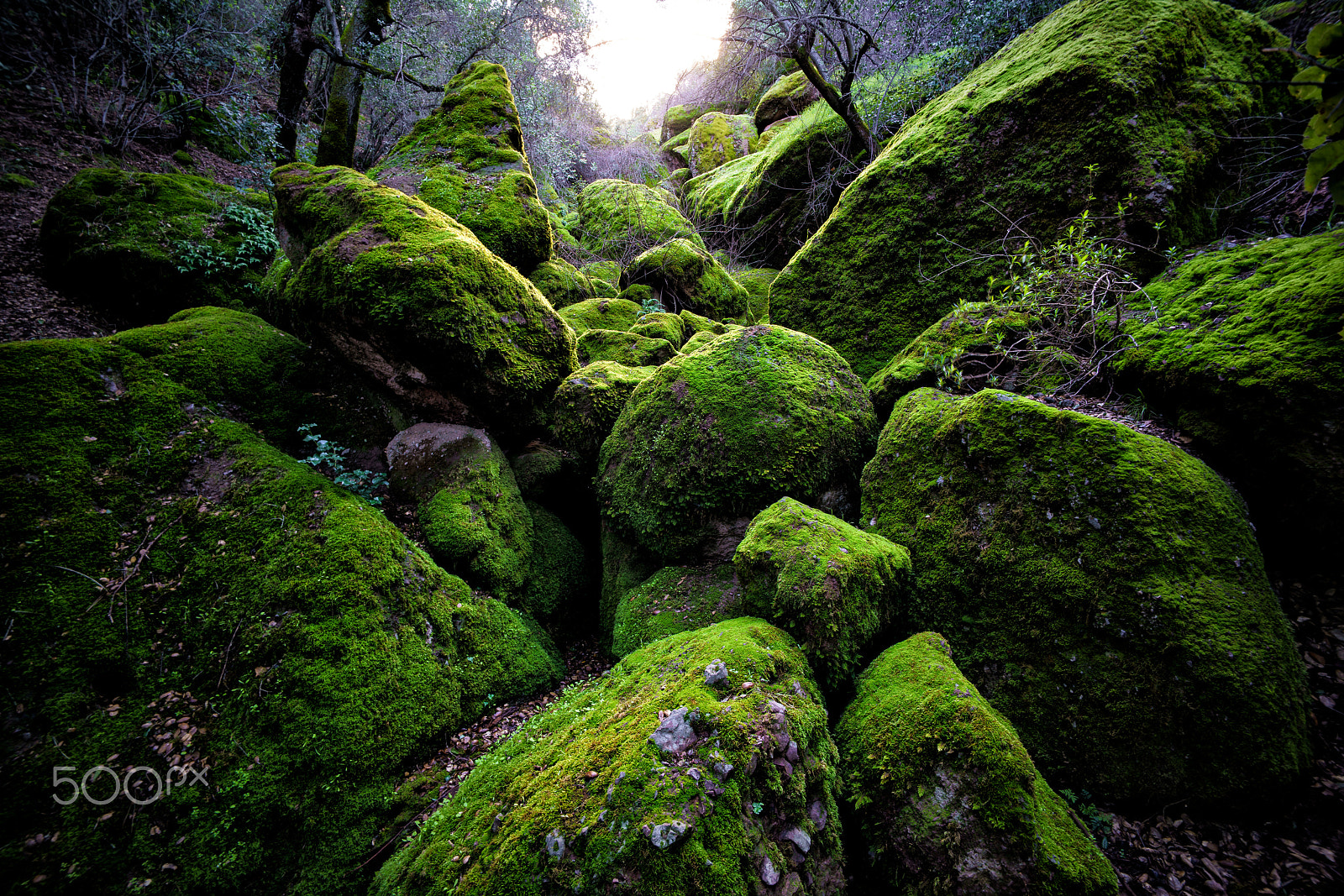 Voigtlander SUPER WIDE-HELIAR 15mm F4.5 III sample photo. Into the light photography