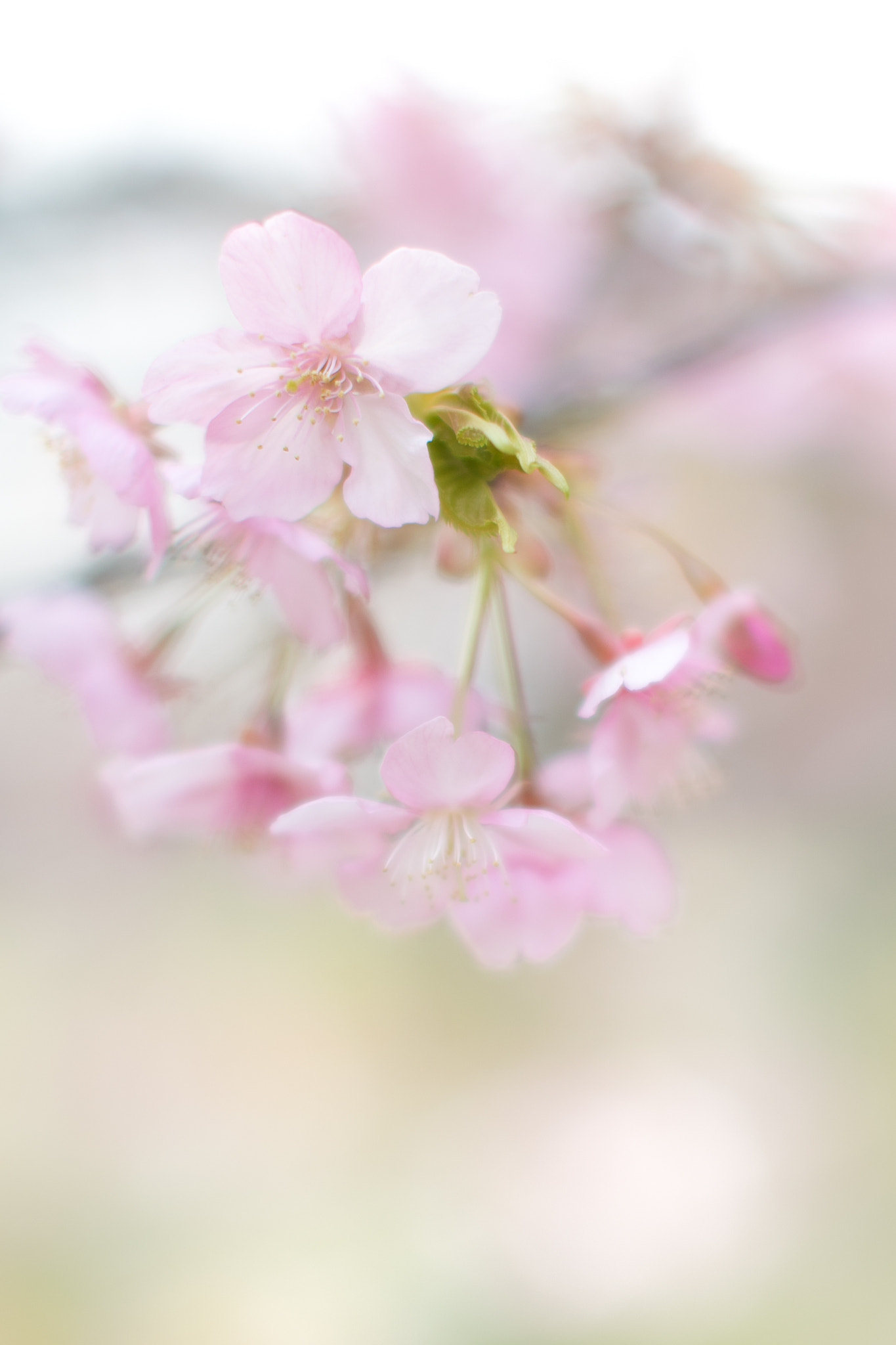 Canon EF 50mm F1.2L USM sample photo. Kawazu cherry tree photography