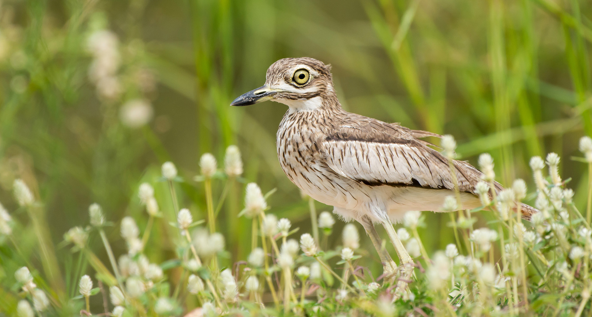 Nikon AF-S Nikkor 200-500mm F5.6E ED VR sample photo. Water thick-knee photography
