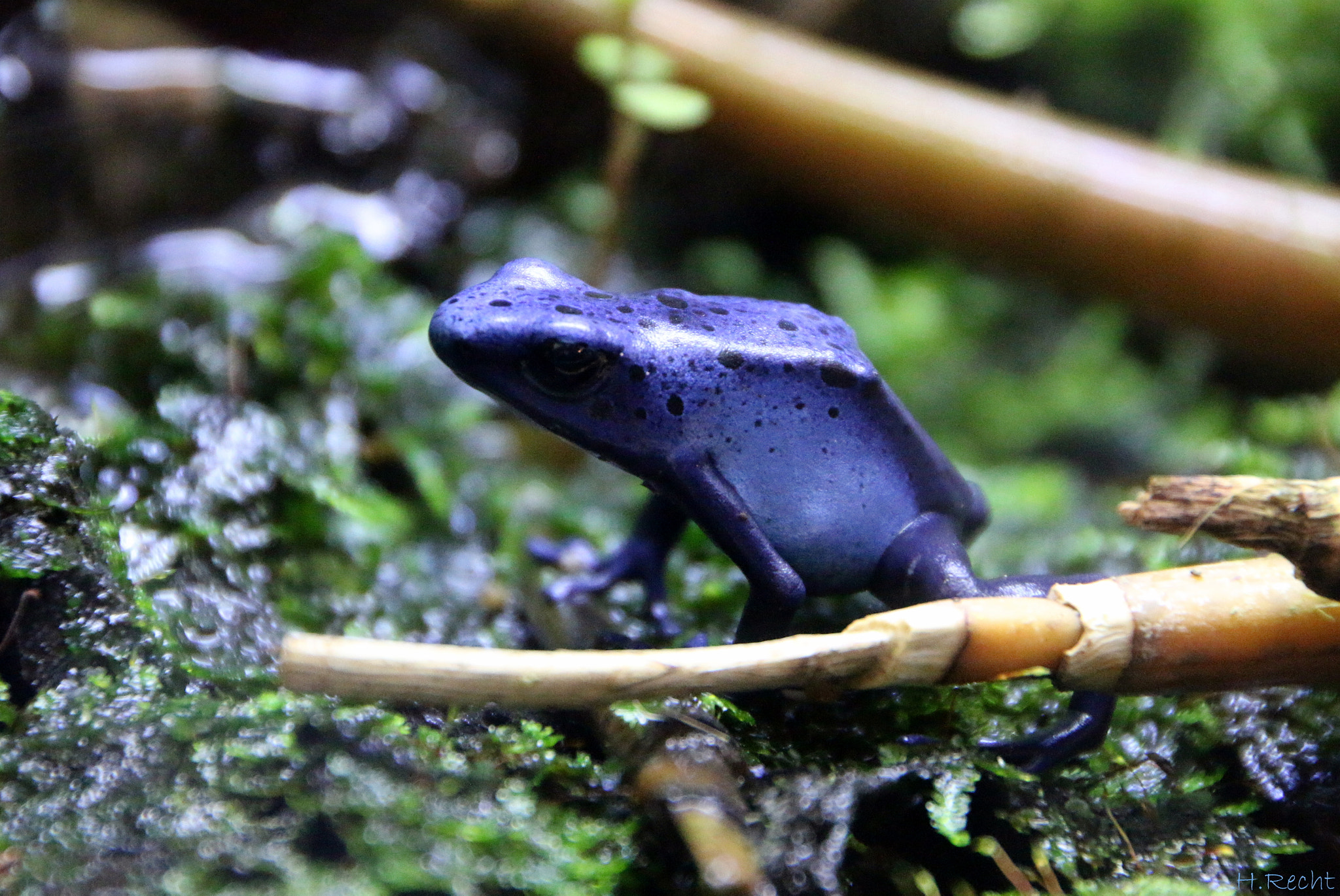 Canon EOS 70D + Tamron AF 18-270mm F3.5-6.3 Di II VC LD Aspherical (IF) MACRO sample photo. Blue frog photography