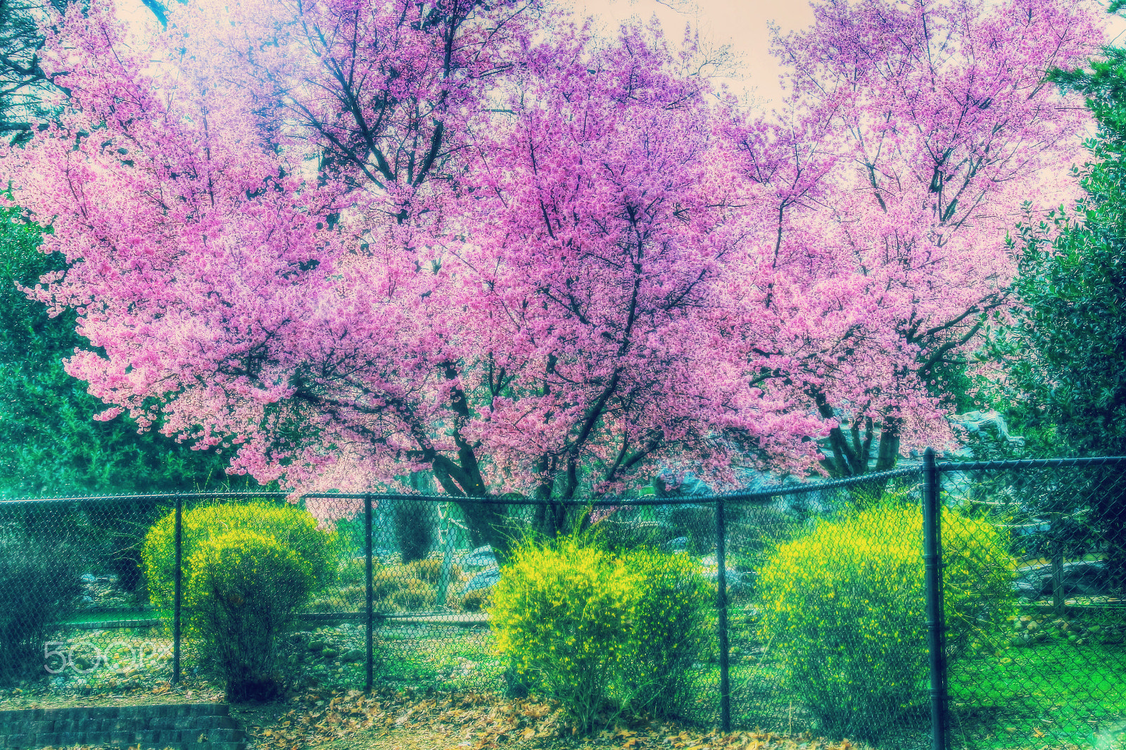 Sigma 18-250mm F3.5-6.3 DC OS HSM sample photo. Blossoms in bloom photography