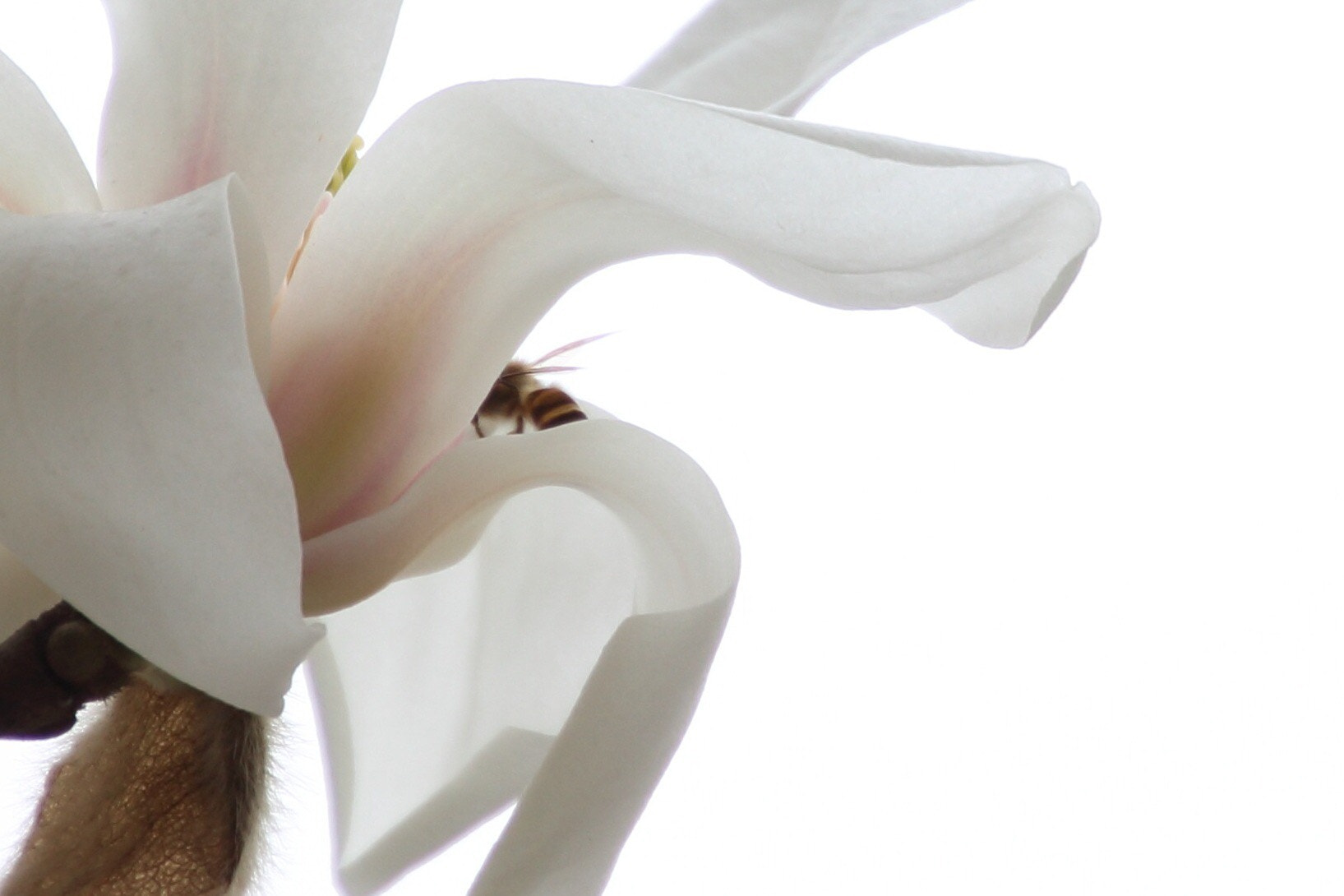 Canon EOS 100D (EOS Rebel SL1 / EOS Kiss X7) sample photo. Magnolia quinquepeta photography