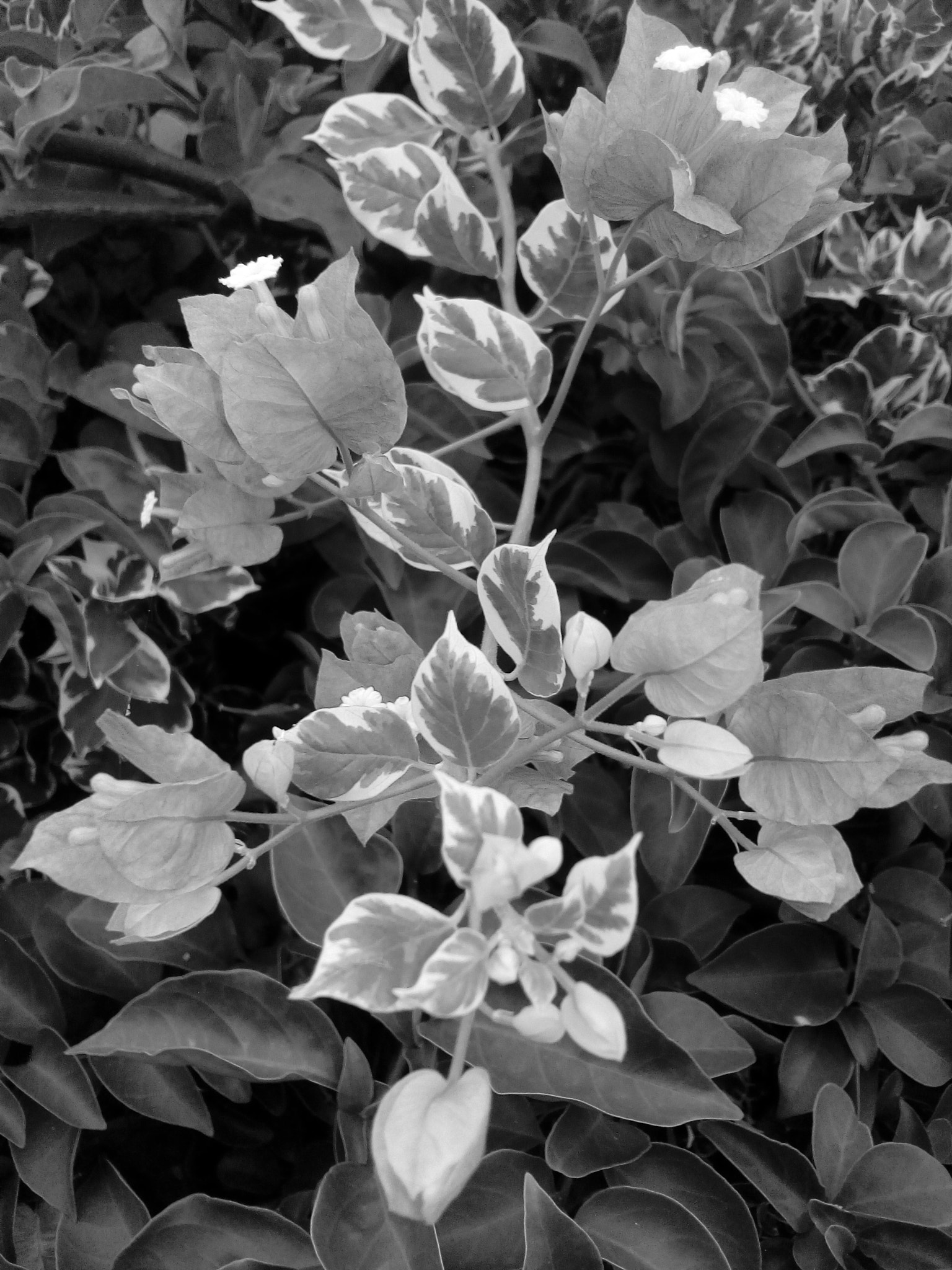 ZTE BLADE V7 LITE sample photo. Summer garden photography
