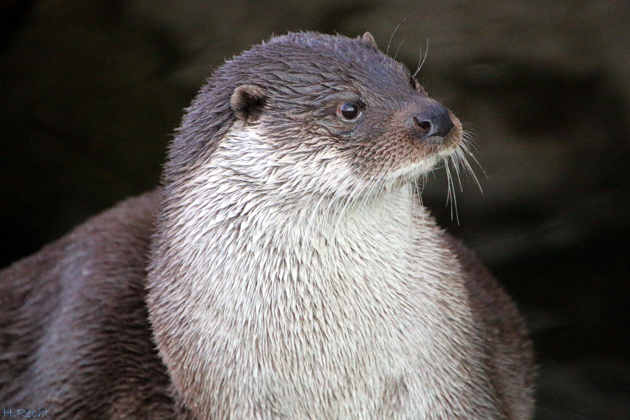Canon EOS 70D + Tamron AF 18-270mm F3.5-6.3 Di II VC LD Aspherical (IF) MACRO sample photo. Otter photography