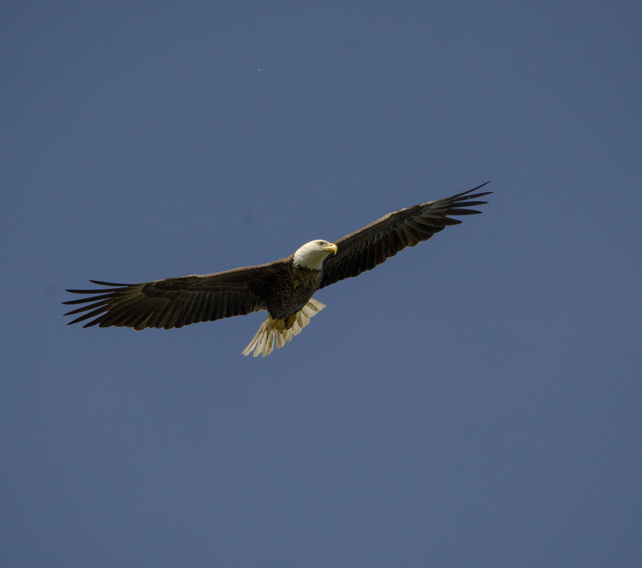 Nikon D7000 + Sigma 150-500mm F5-6.3 DG OS HSM sample photo. Bald eagle photography