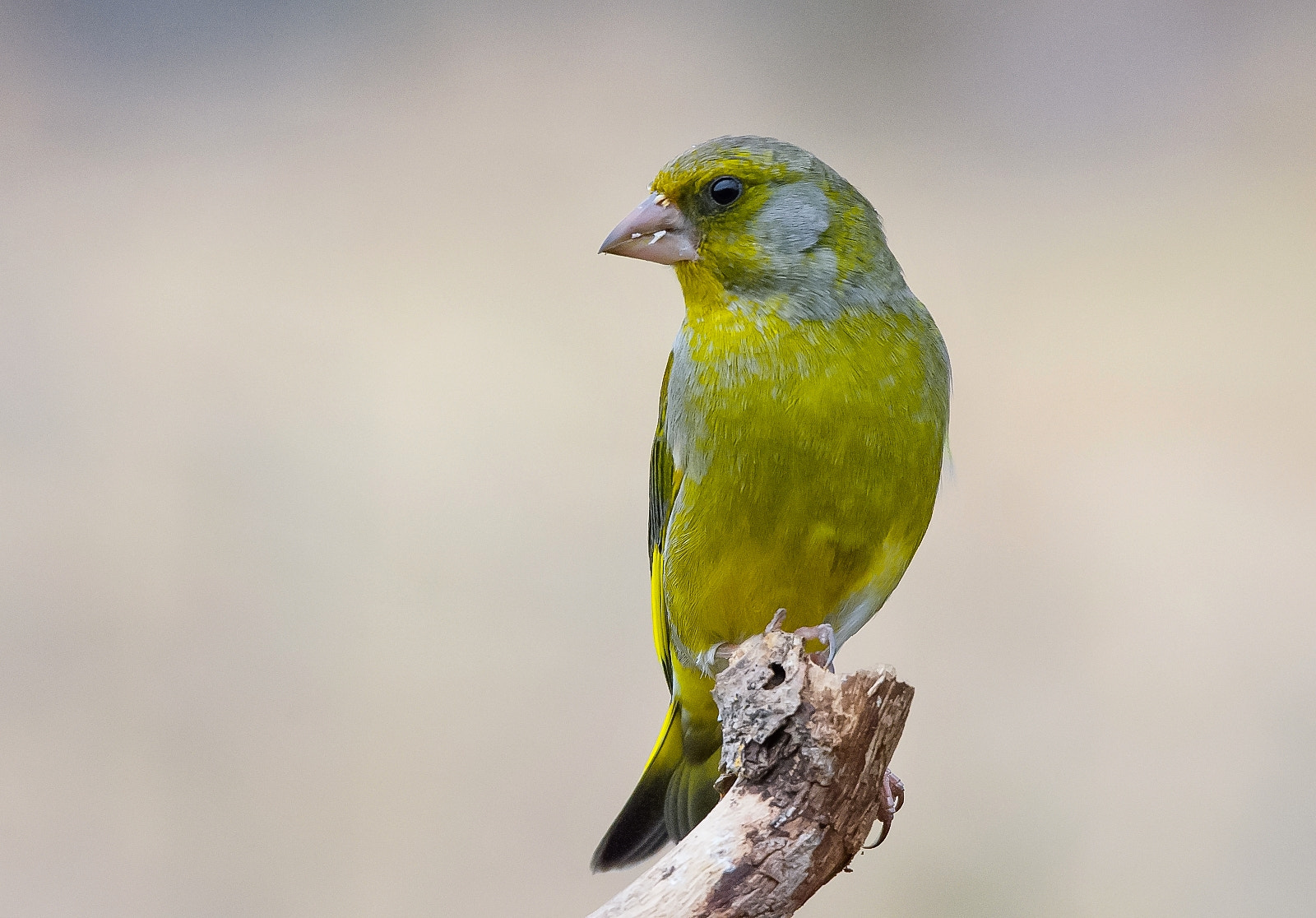 Nikon D7200 + Sigma 120-400mm F4.5-5.6 DG OS HSM sample photo. Greenfinch photography