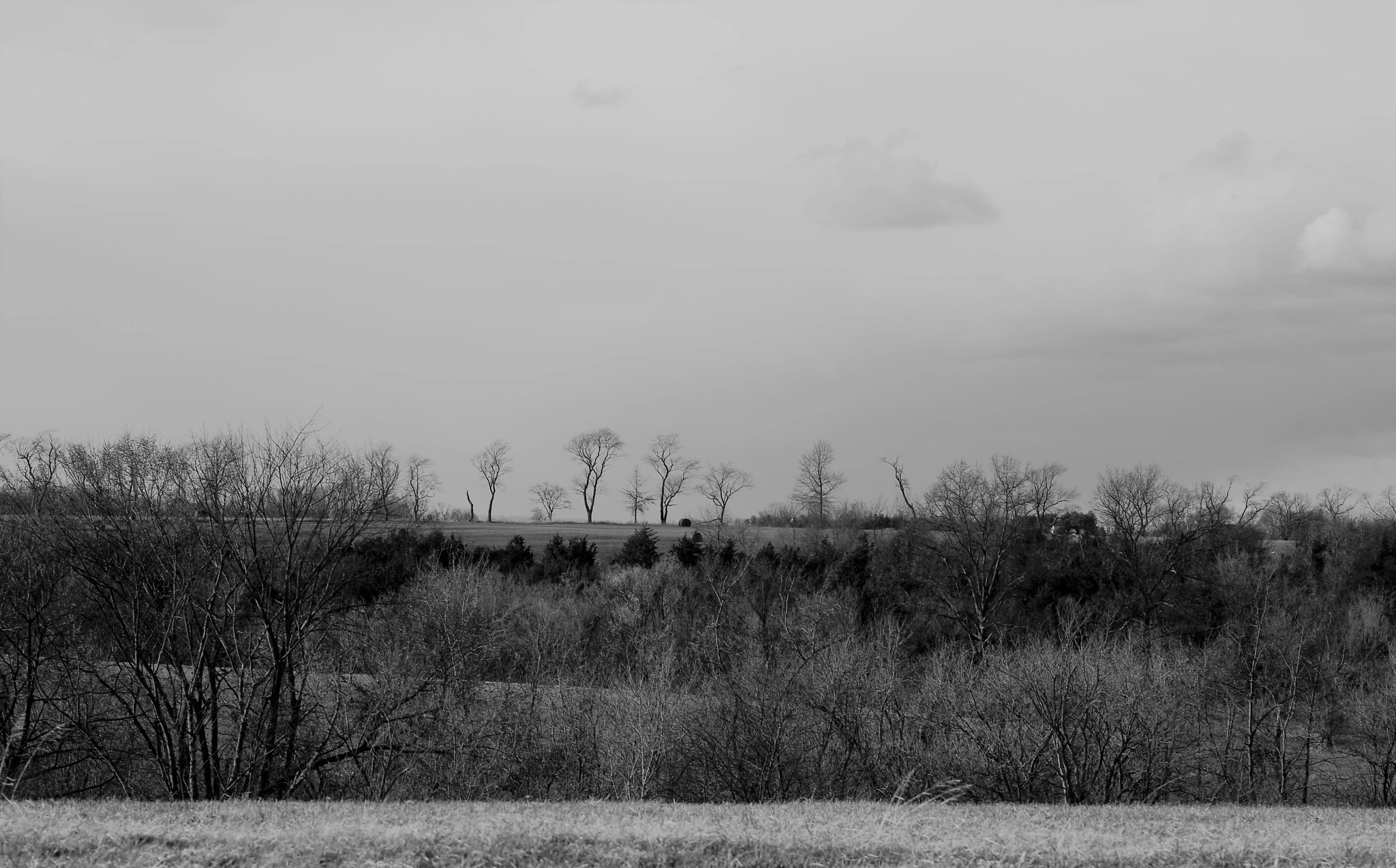 Nikon D200 sample photo. Landscape with bare trees photography