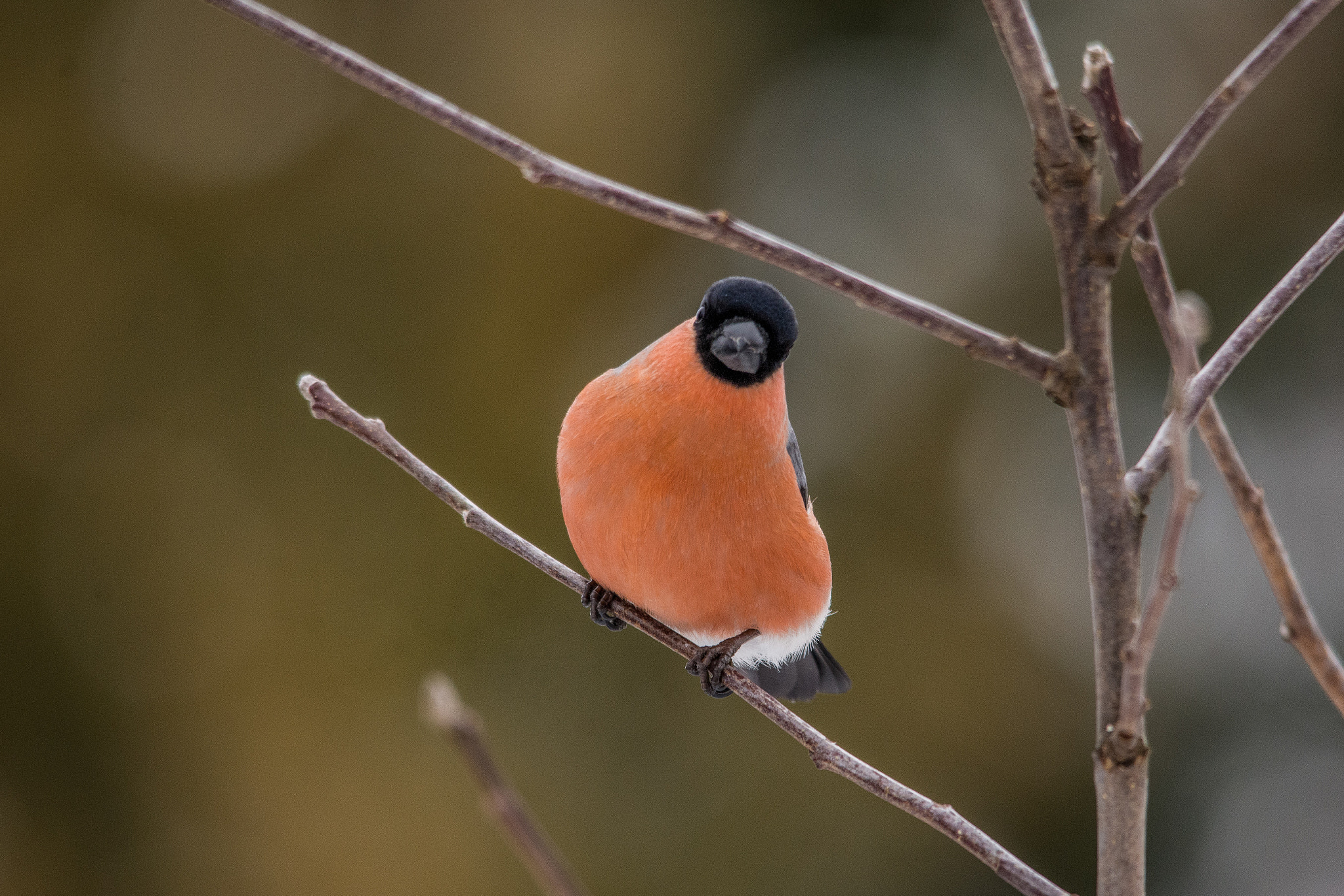 Sigma 150-500mm F5-6.3 DG OS HSM sample photo. Eurasian bullfinch photography