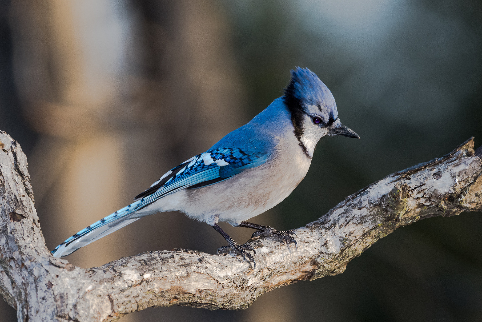 Nikon AF-S Nikkor 500mm F4D ED-IF II sample photo. Blue jay photography