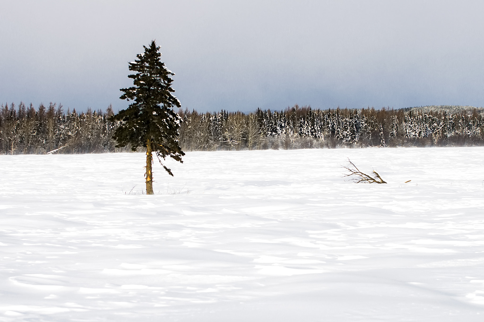 Pentax K-3 + Tamron SP AF 70-200mm F2.8 Di LD (IF) MACRO sample photo. Sapin hiver photography