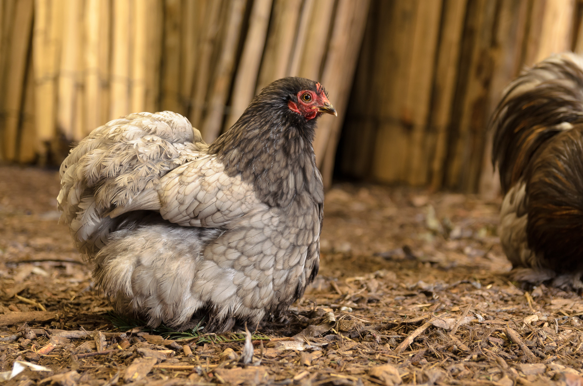 Sigma 17-50mm F2.8 EX DC OS HSM sample photo. On the farm photography