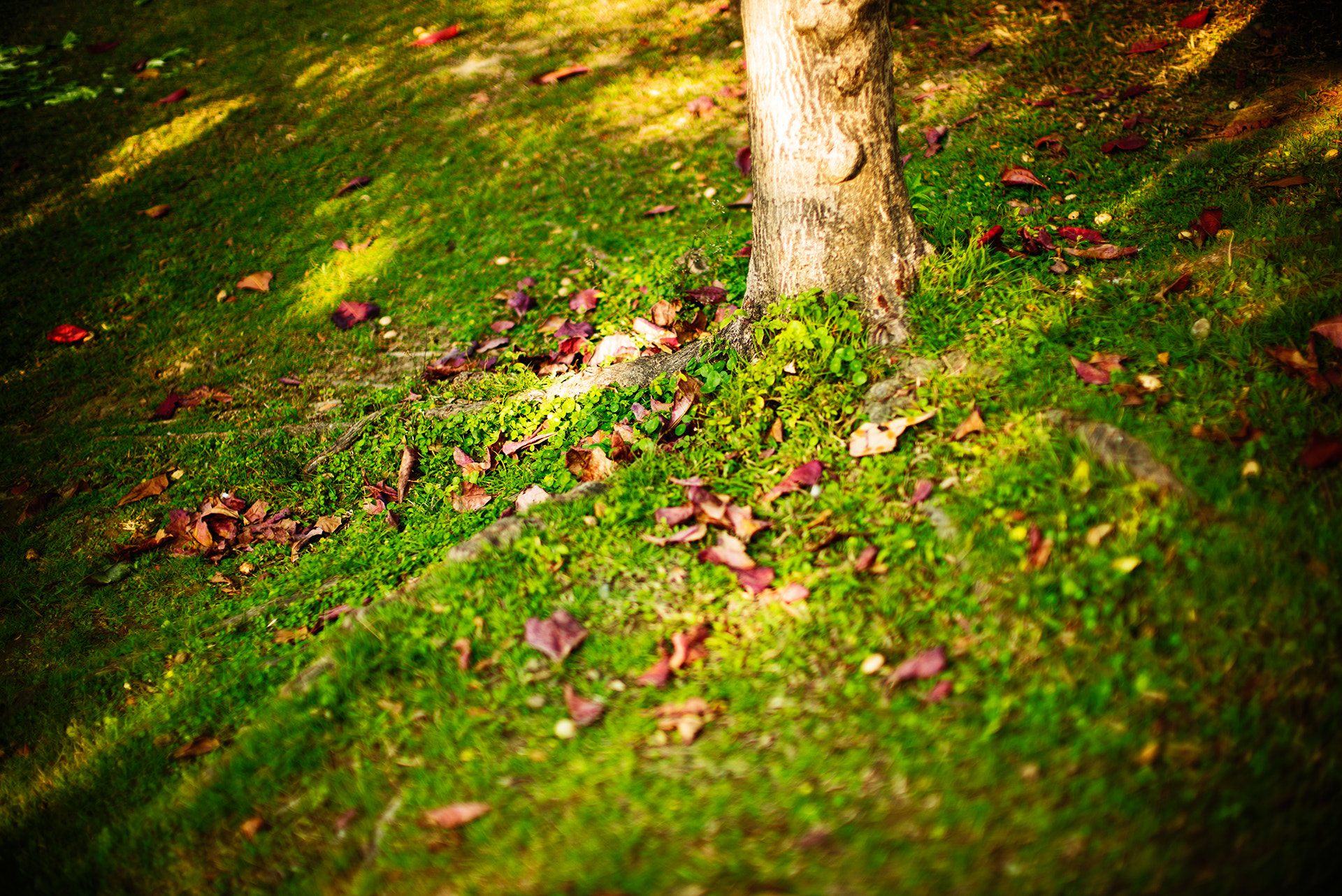 Leica Noctilux-M 50mm F0.95 ASPH sample photo. L photography