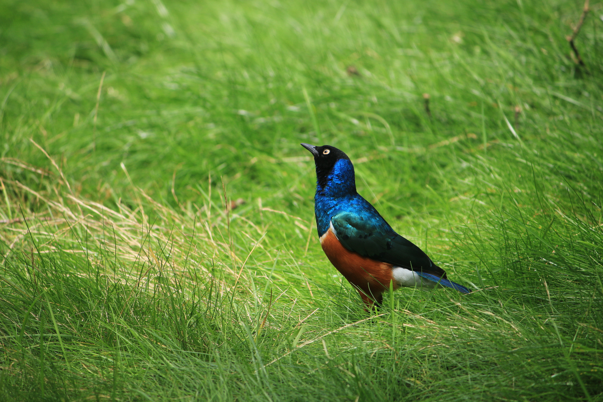 Canon EF-S 55-250mm F4-5.6 IS sample photo. Up in the sky.... photography