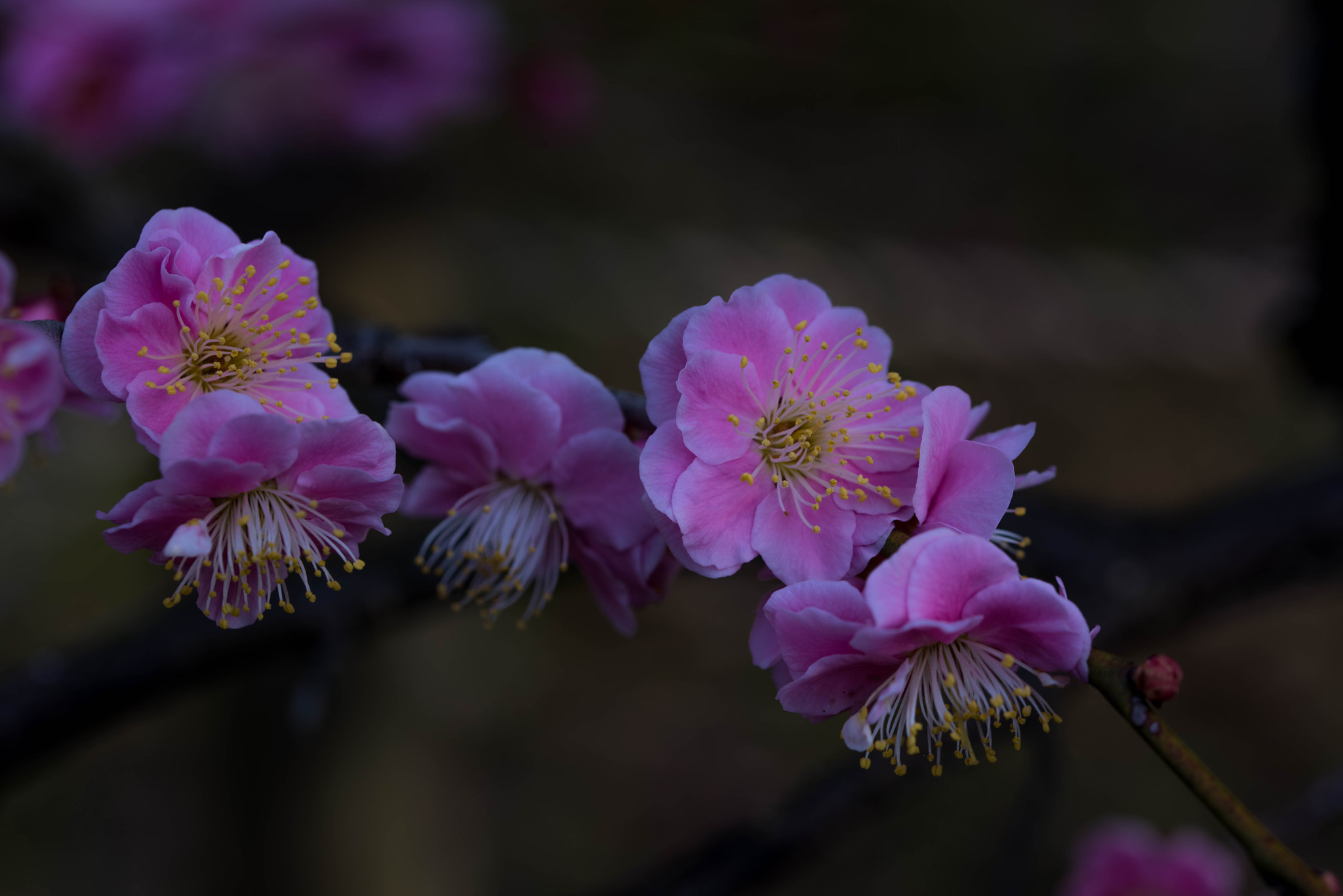 Nikon D810 + Tamron SP 90mm F2.8 Di VC USD 1:1 Macro (F004) sample photo. Early spring photography