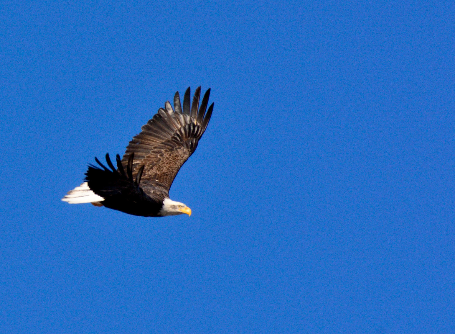 Nikon AF-S Nikkor 200-500mm F5.6E ED VR sample photo. Dsc photography