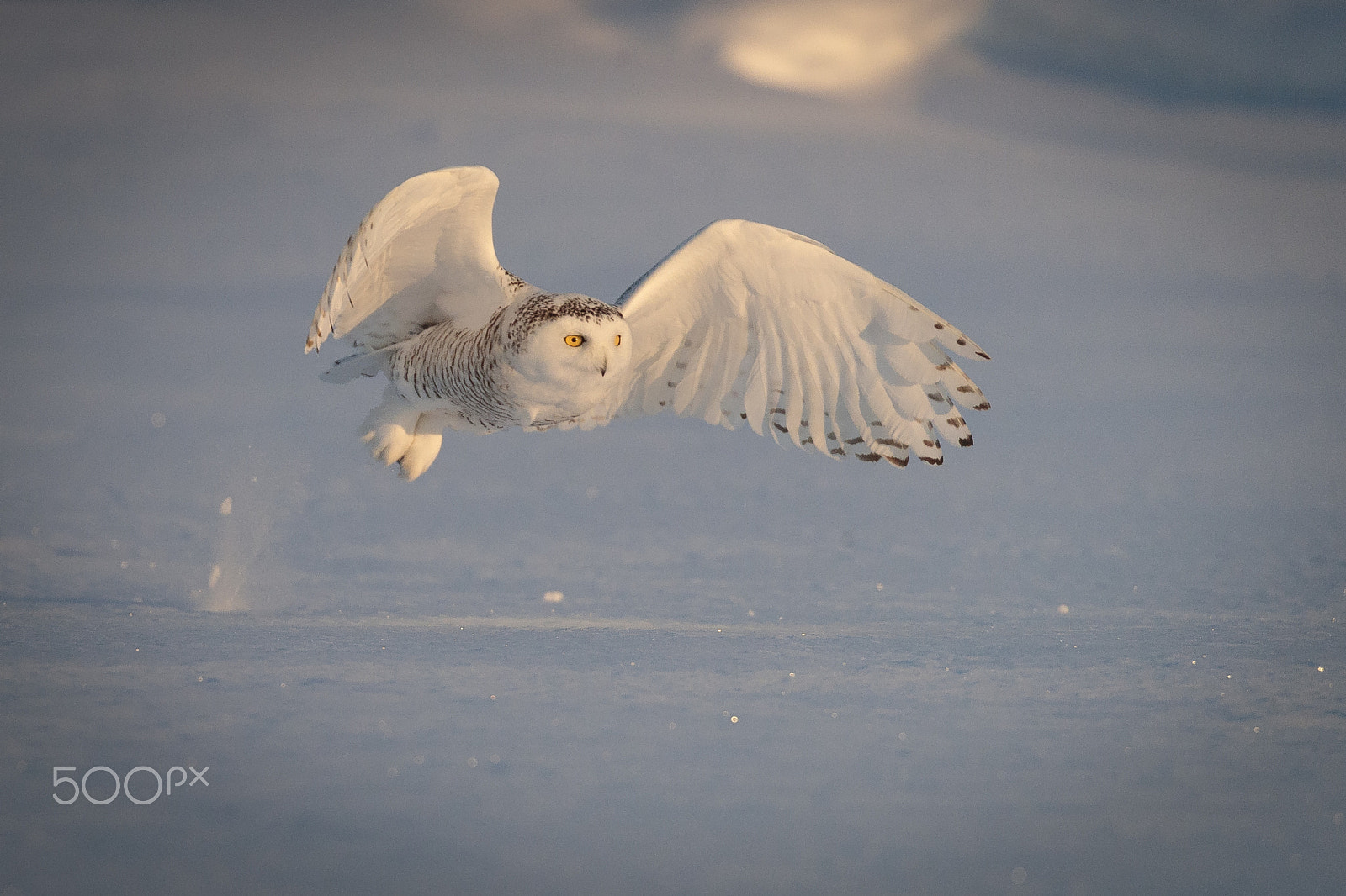 Canon EOS-1D X Mark II + Canon EF 100-400mm F4.5-5.6L IS II USM sample photo. Winter ghost photography