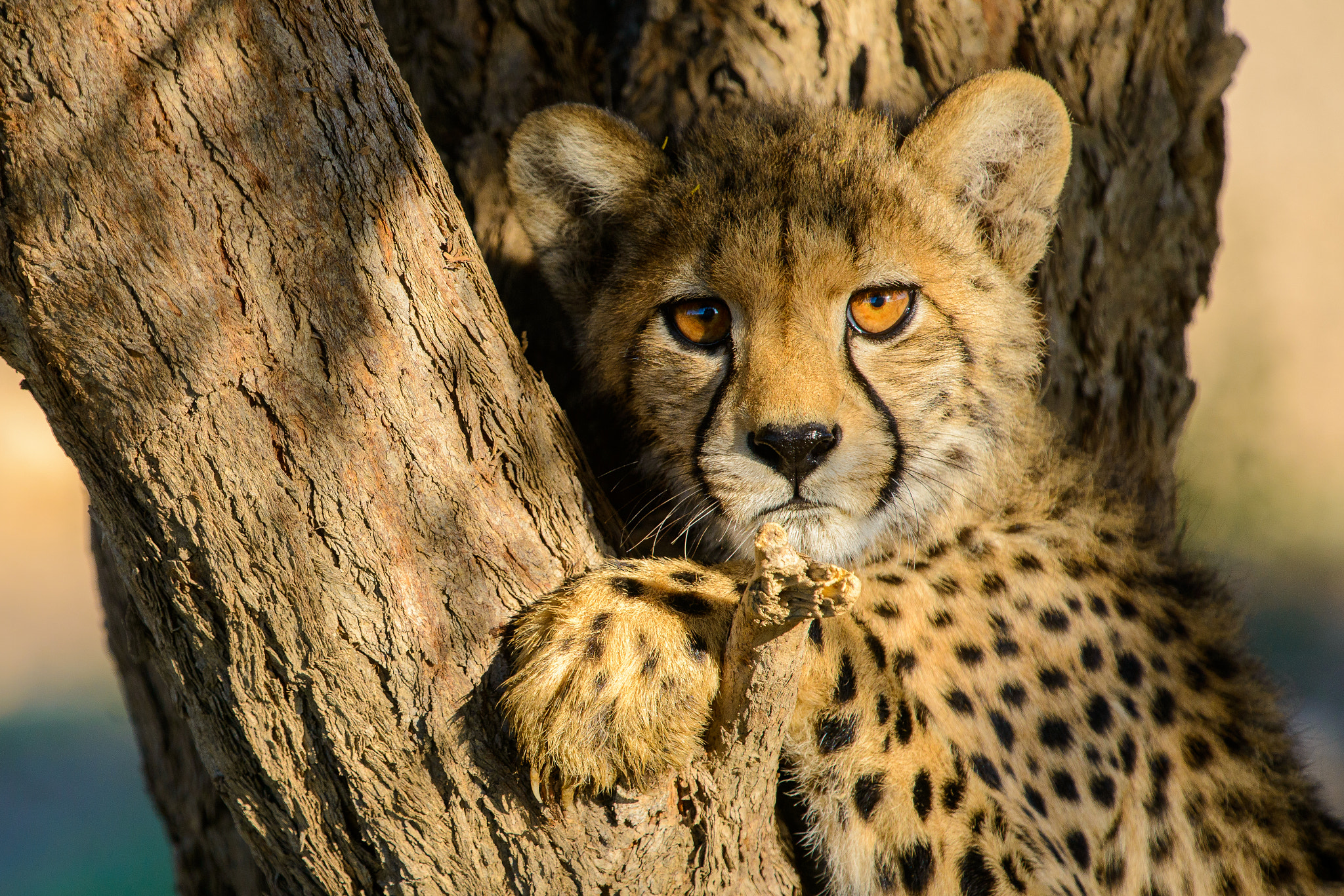 Nikon Nikkor AF-S 300mm F4E PF ED VR sample photo. Juvenile curiosity photography