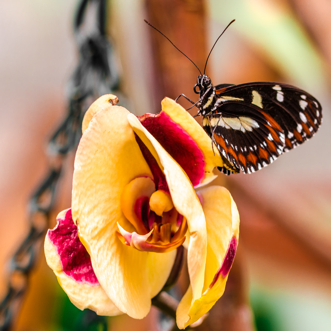 Sigma 105mm F2.8 EX DG OS HSM sample photo. The beauty and the beauty photography