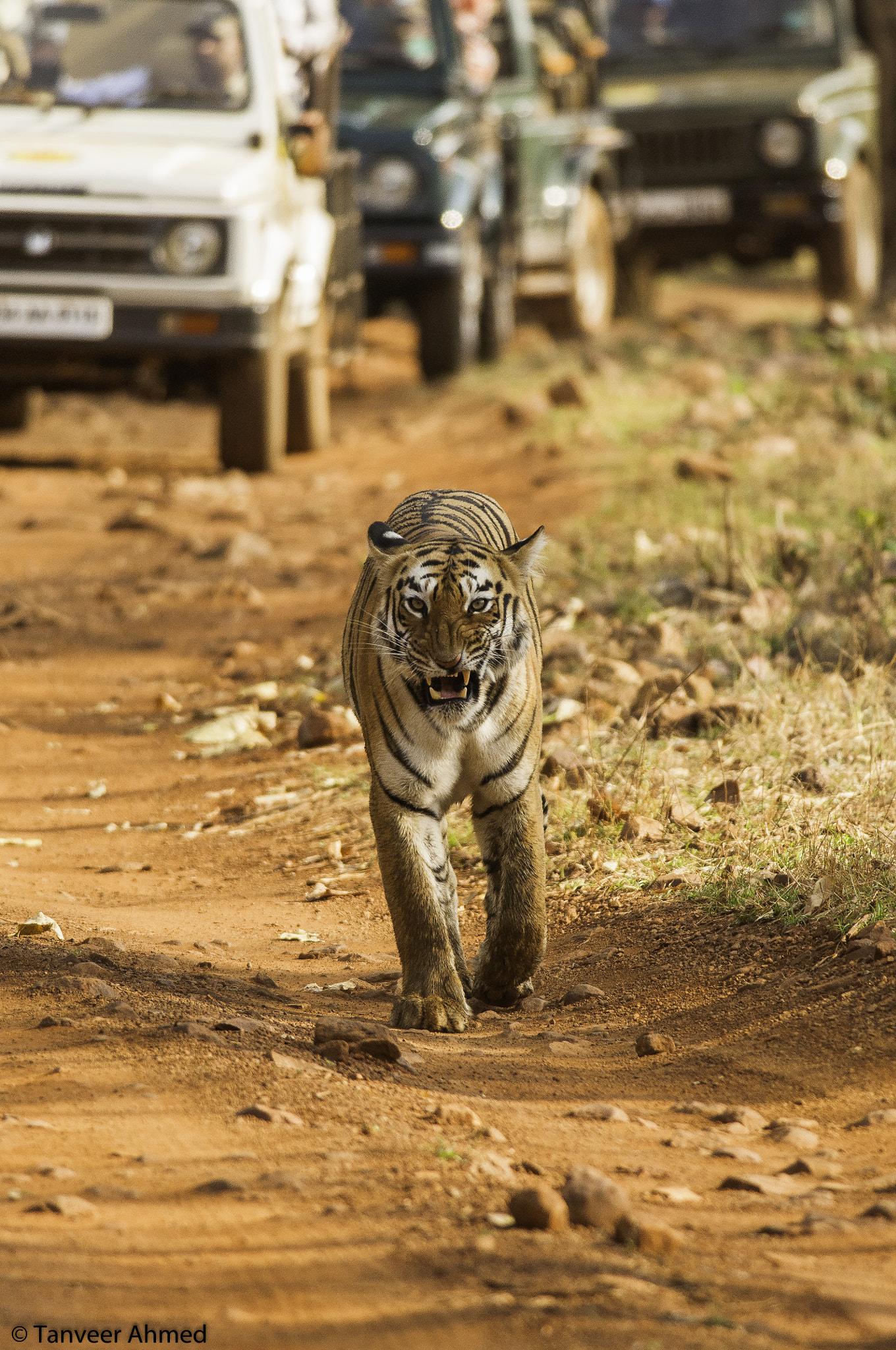 Nikon D90 + Nikon AF-S Nikkor 300mm F4D ED-IF sample photo. Show stopper of tadoba photography