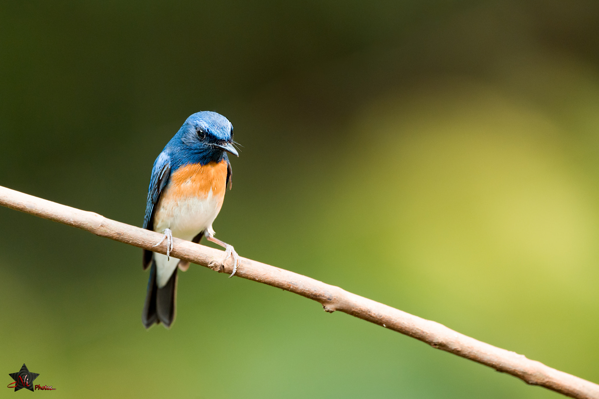 Nikon AF-S Nikkor 600mm F4E FL ED VR sample photo. Blue flycatcher photography