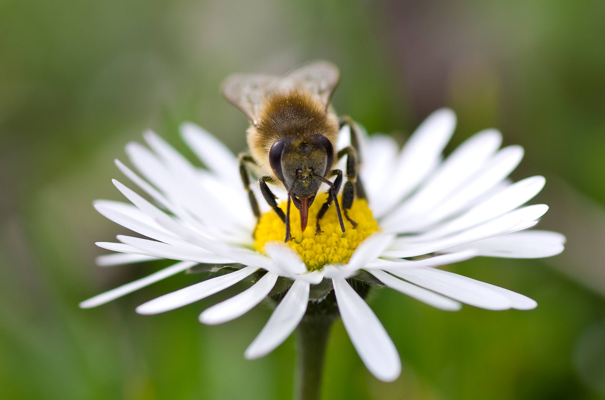 Pentax smc D-FA 100mm F2.8 Macro WR sample photo. Une abeille qui tire la langue à son paparazzi photography