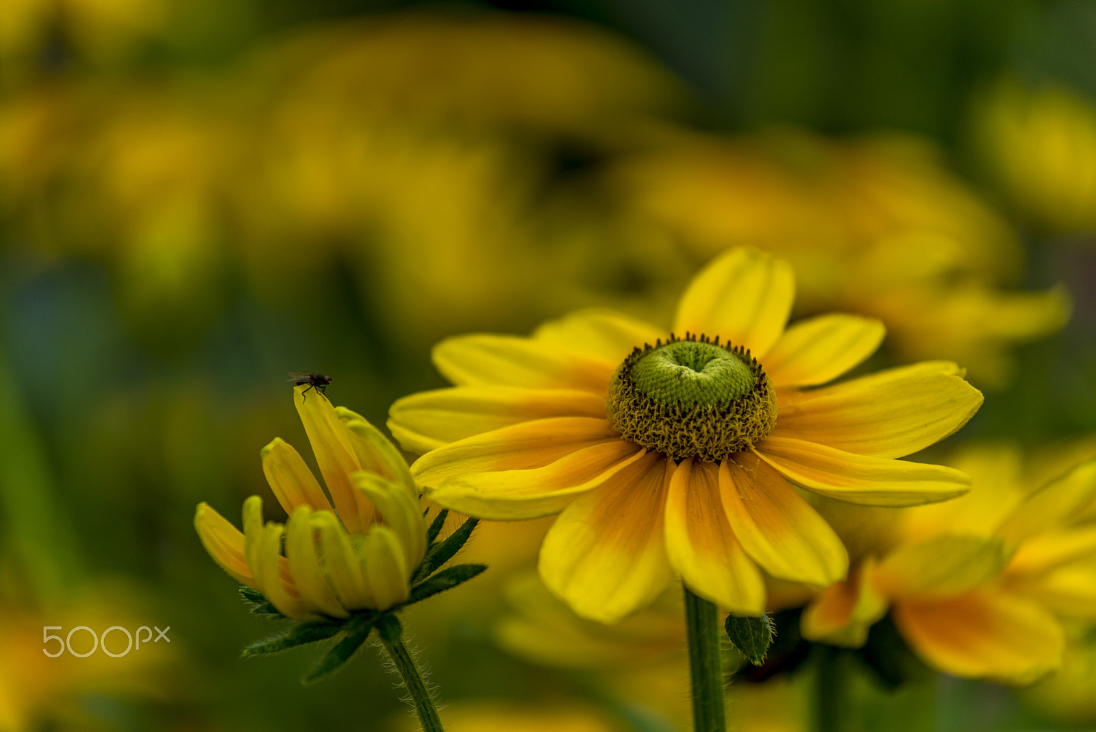 Nikon AF-S Nikkor 70-200mm F4G ED VR sample photo. Yellow flowers photography