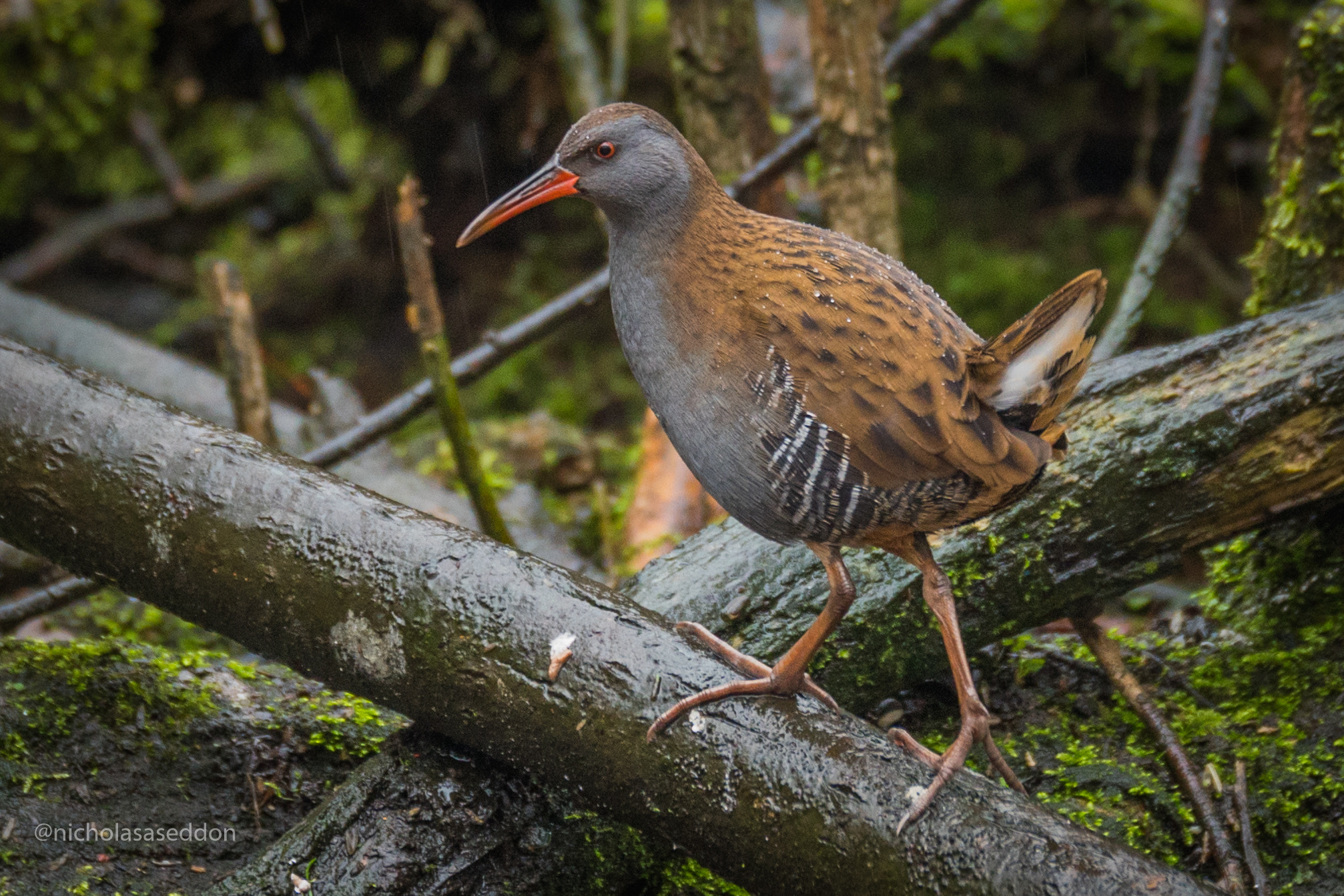 Sony a6500 sample photo. Water rail photography