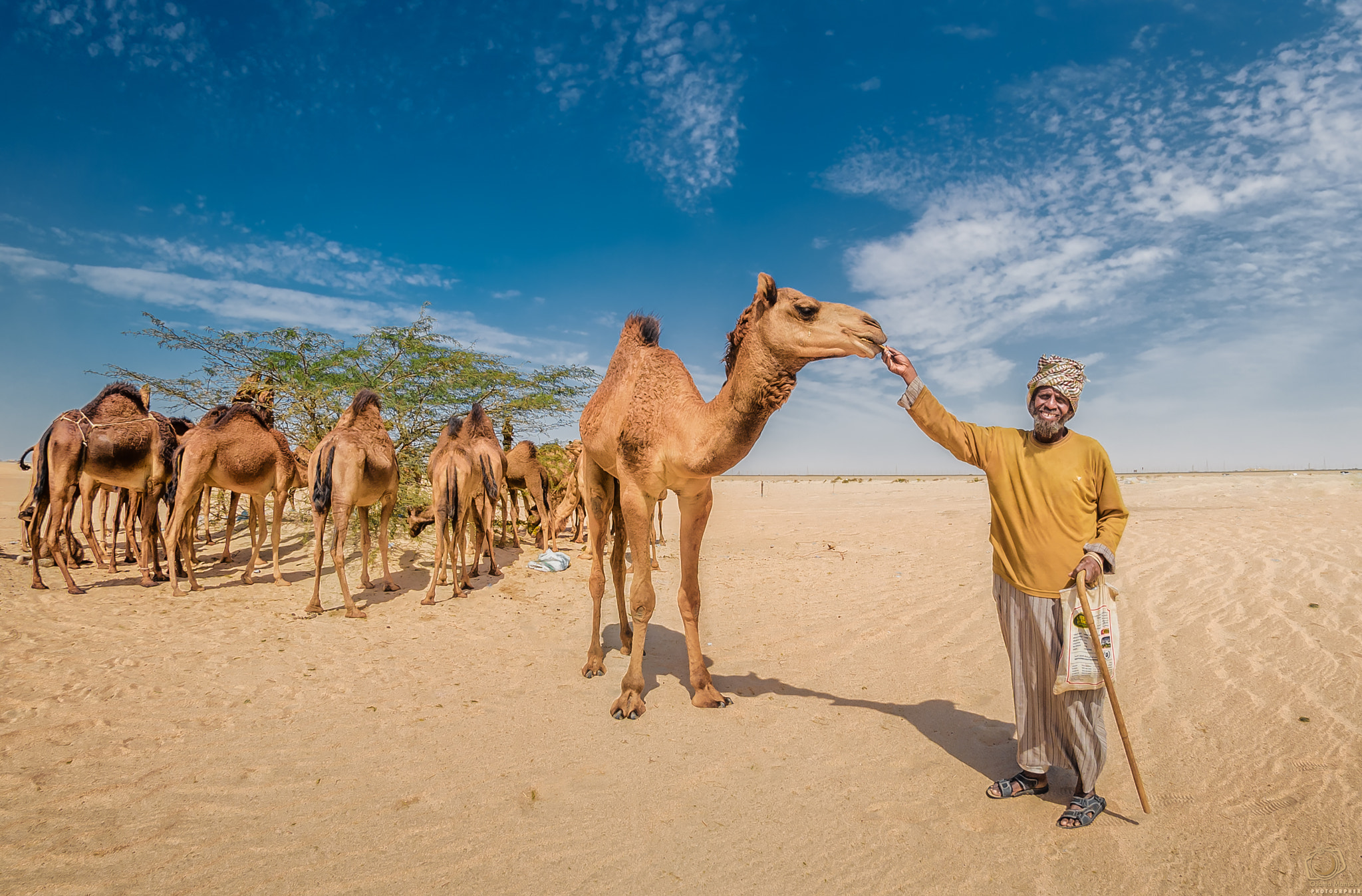 Nikon AF DX Fisheye-Nikkor 10.5mm F2.8G ED sample photo. The shepherd still takes care of camels photography